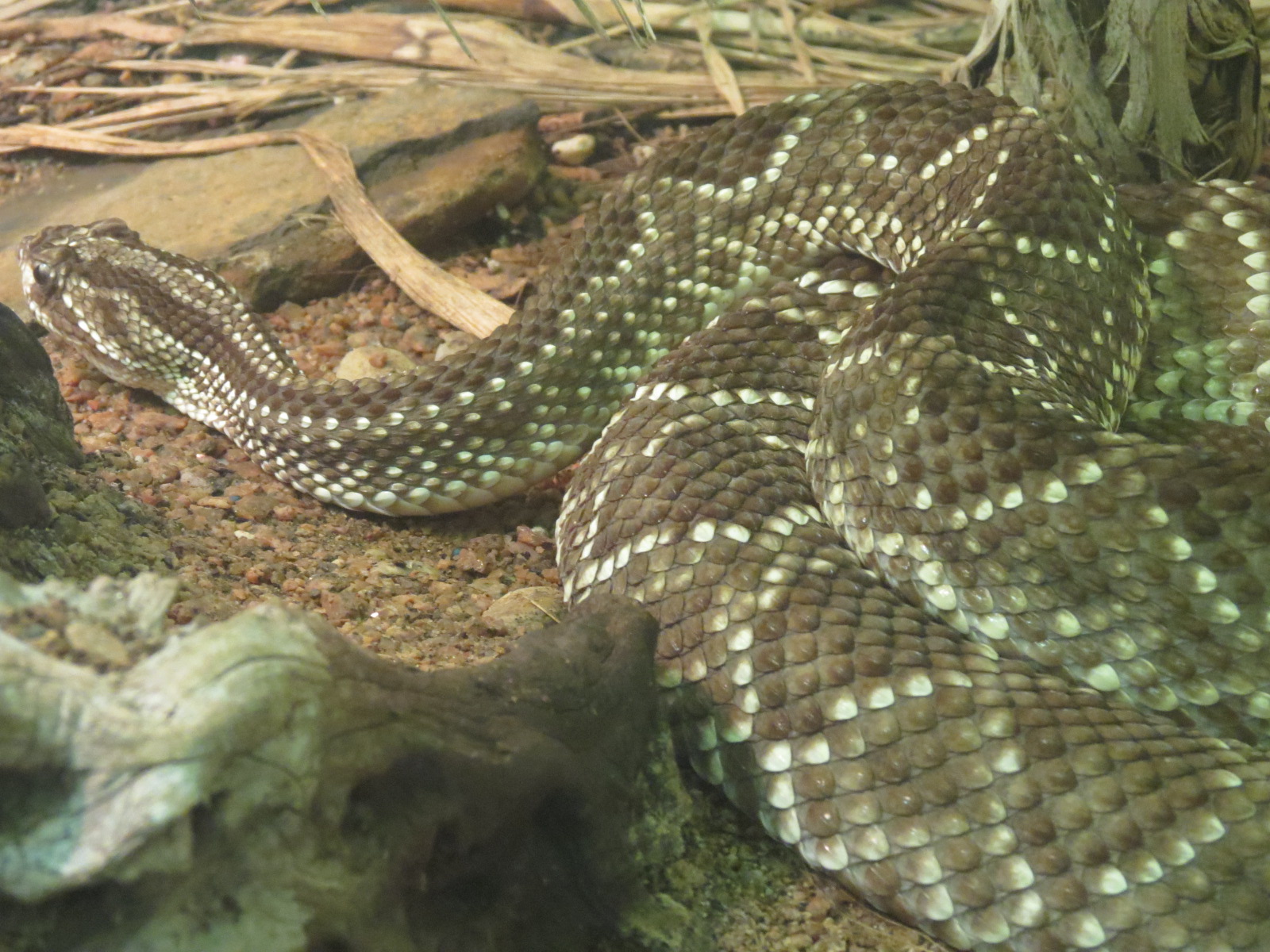 Reptiles and Amphibians - Neotropical Rattlesnake