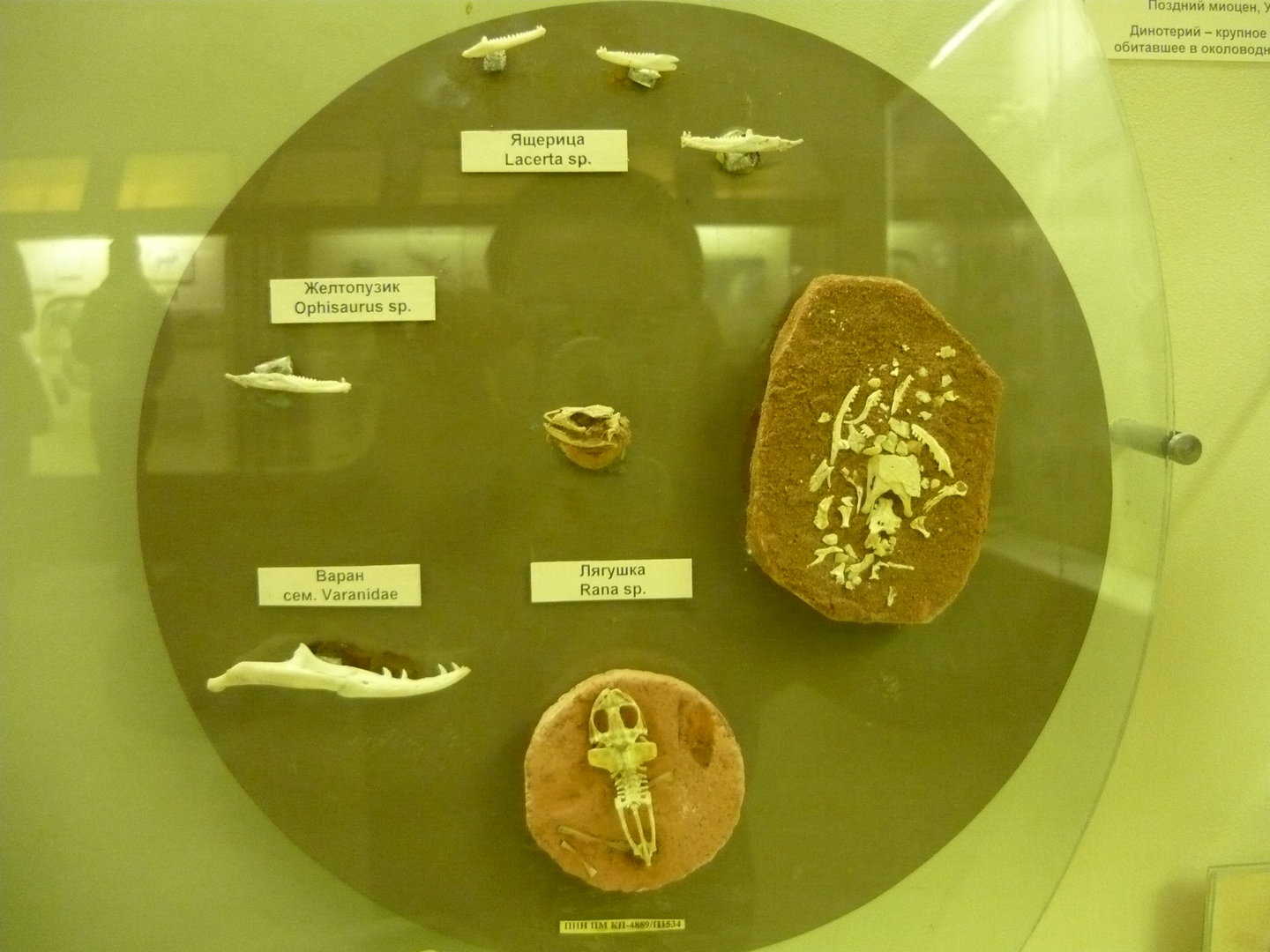 Reptiles and amphibians of the Hipparion fauna