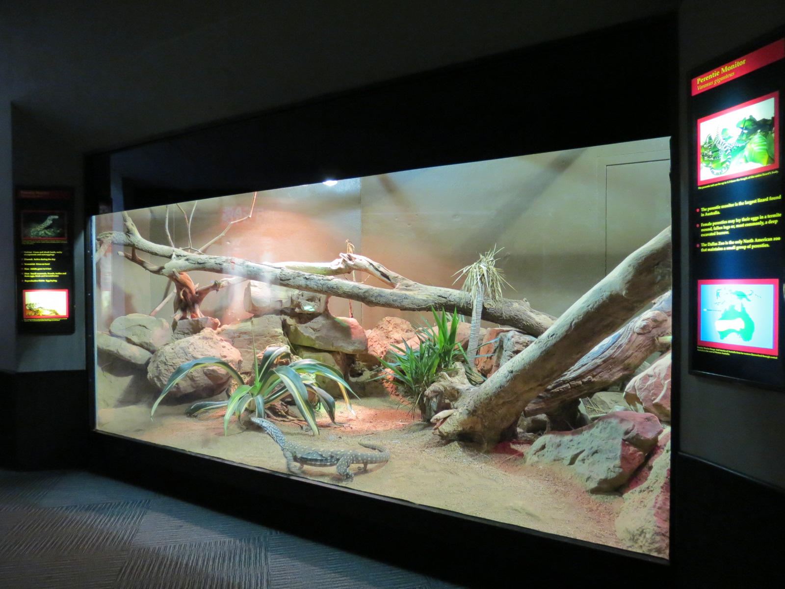 Reptiles and Amphibians - Perentie Monitor Exhibit