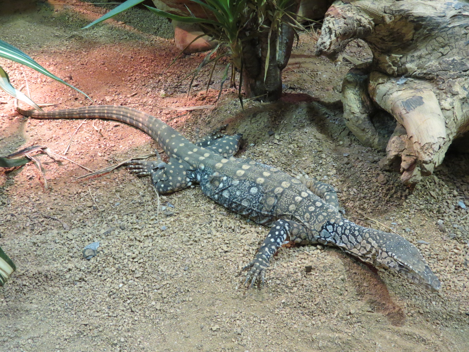 Reptiles and Amphibians - Perentie Monitor