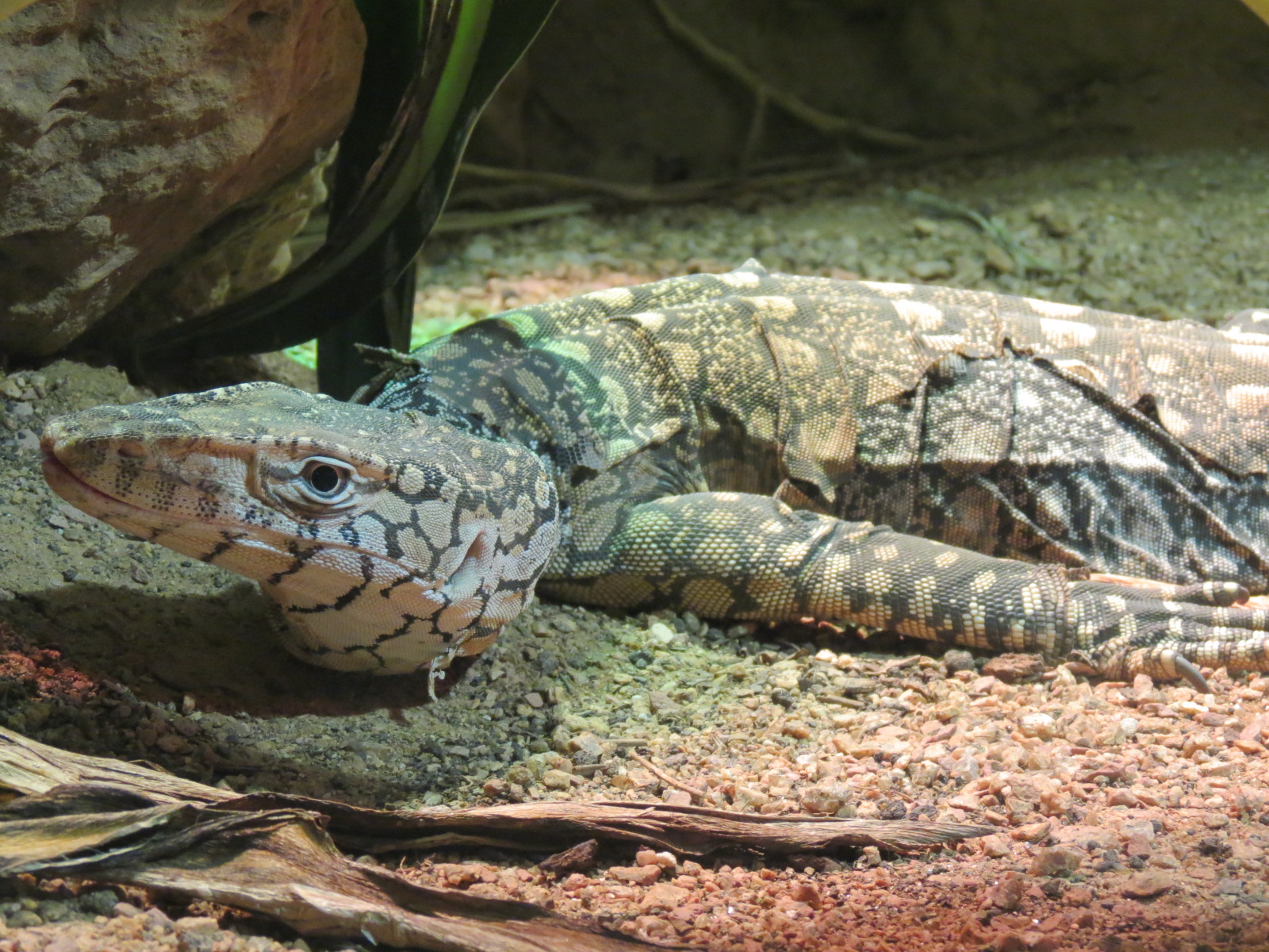 Reptiles and Amphibians - Perentie Monitor