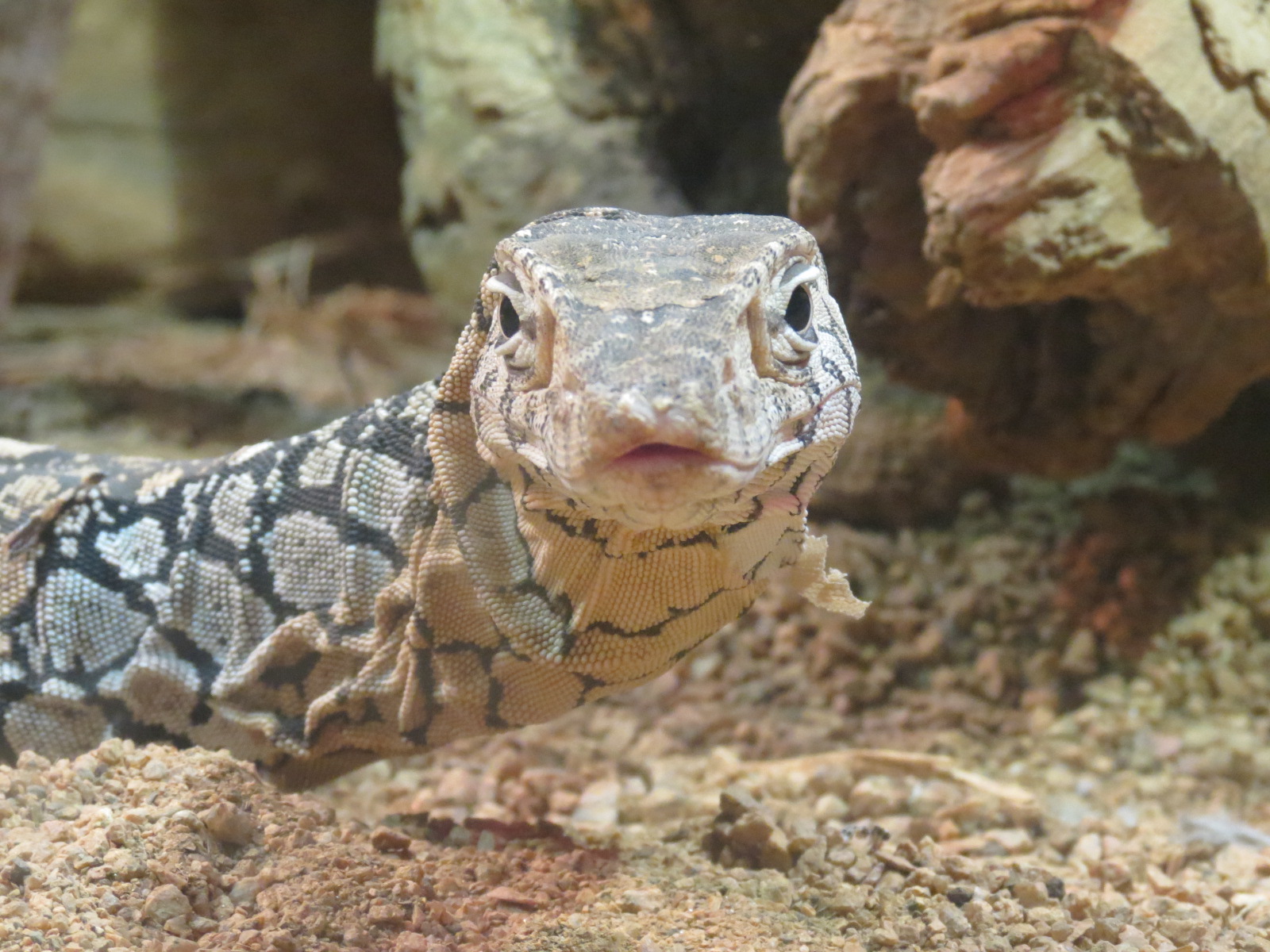 Reptiles and Amphibians - Perentie Monitor