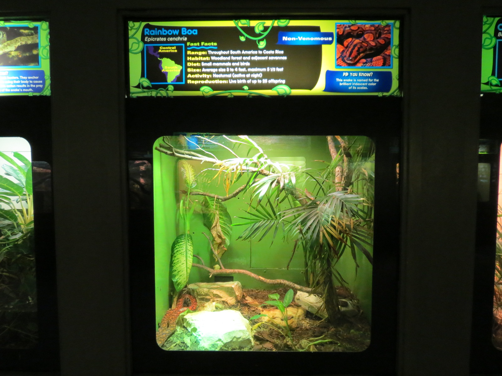 Reptiles and Amphibians - Rainbow Boa Exhibit