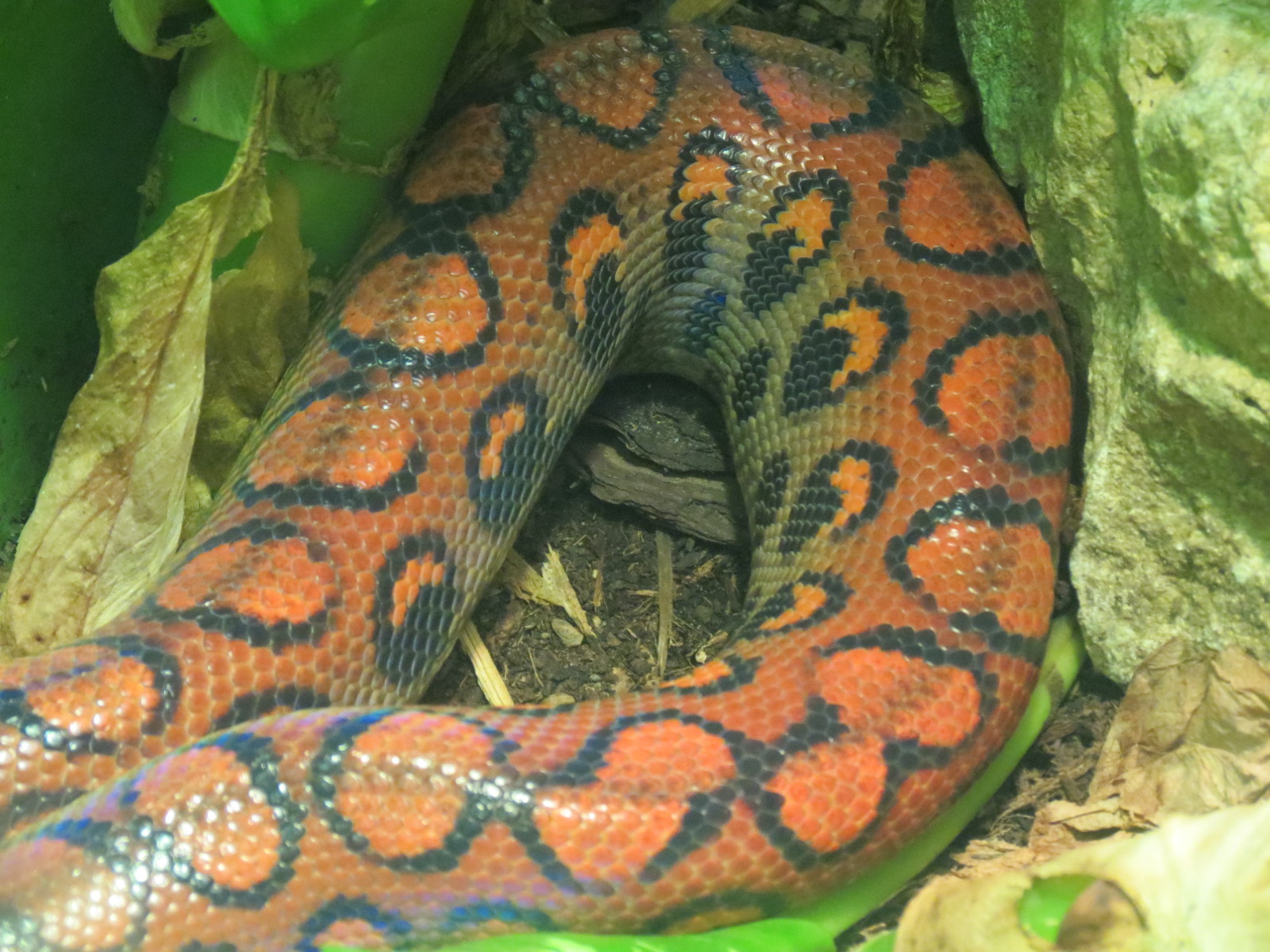 Reptiles and Amphibians - Rainbow Boa