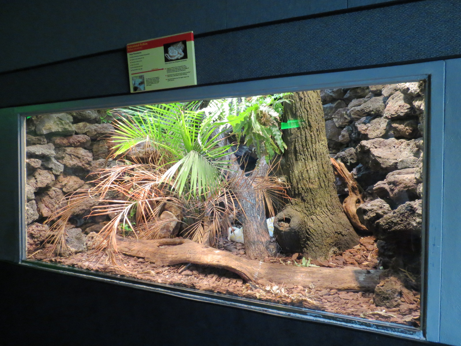 Reptiles and Amphibians - Reticulated Python Exhibit