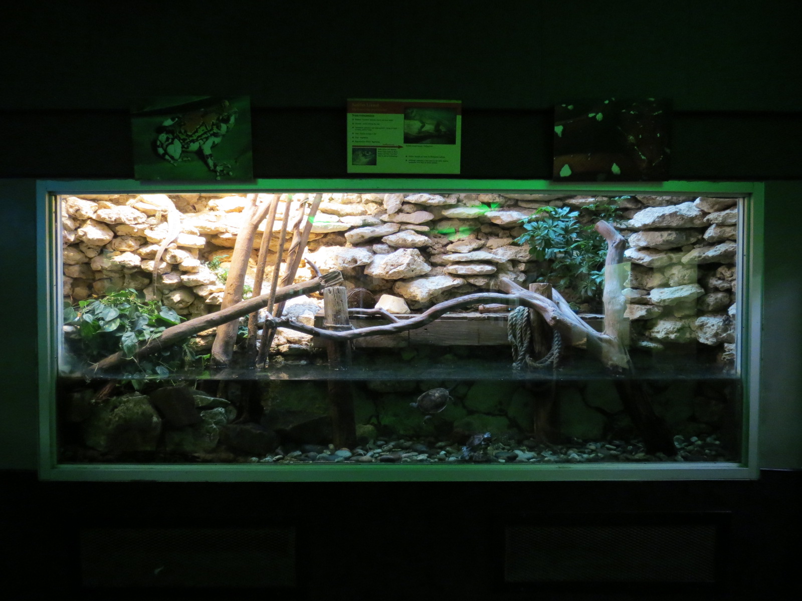 Reptiles and Amphibians - Sailfin Lizard Exhibit