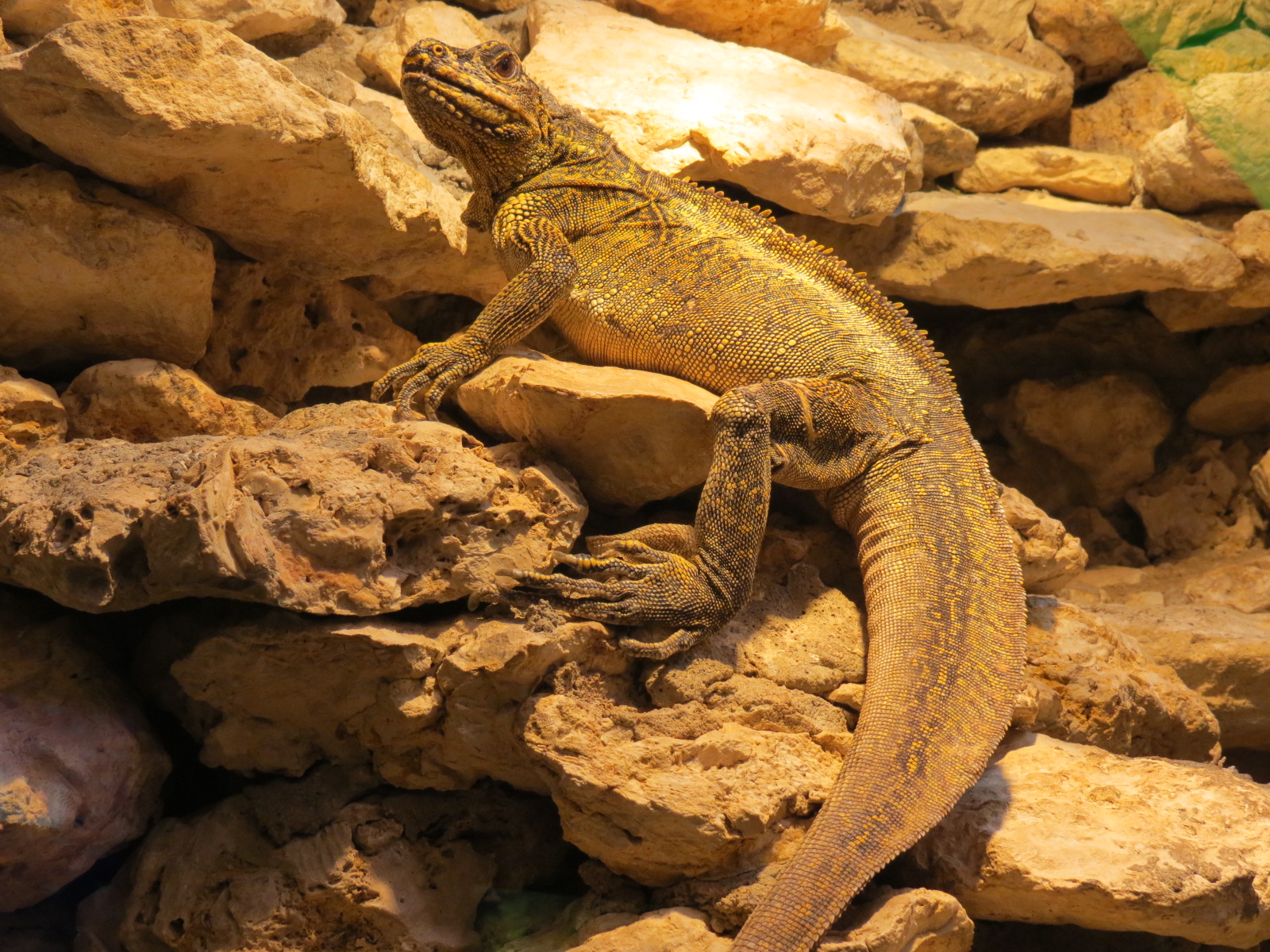 Reptiles and Amphibians - Sailfin Lizard