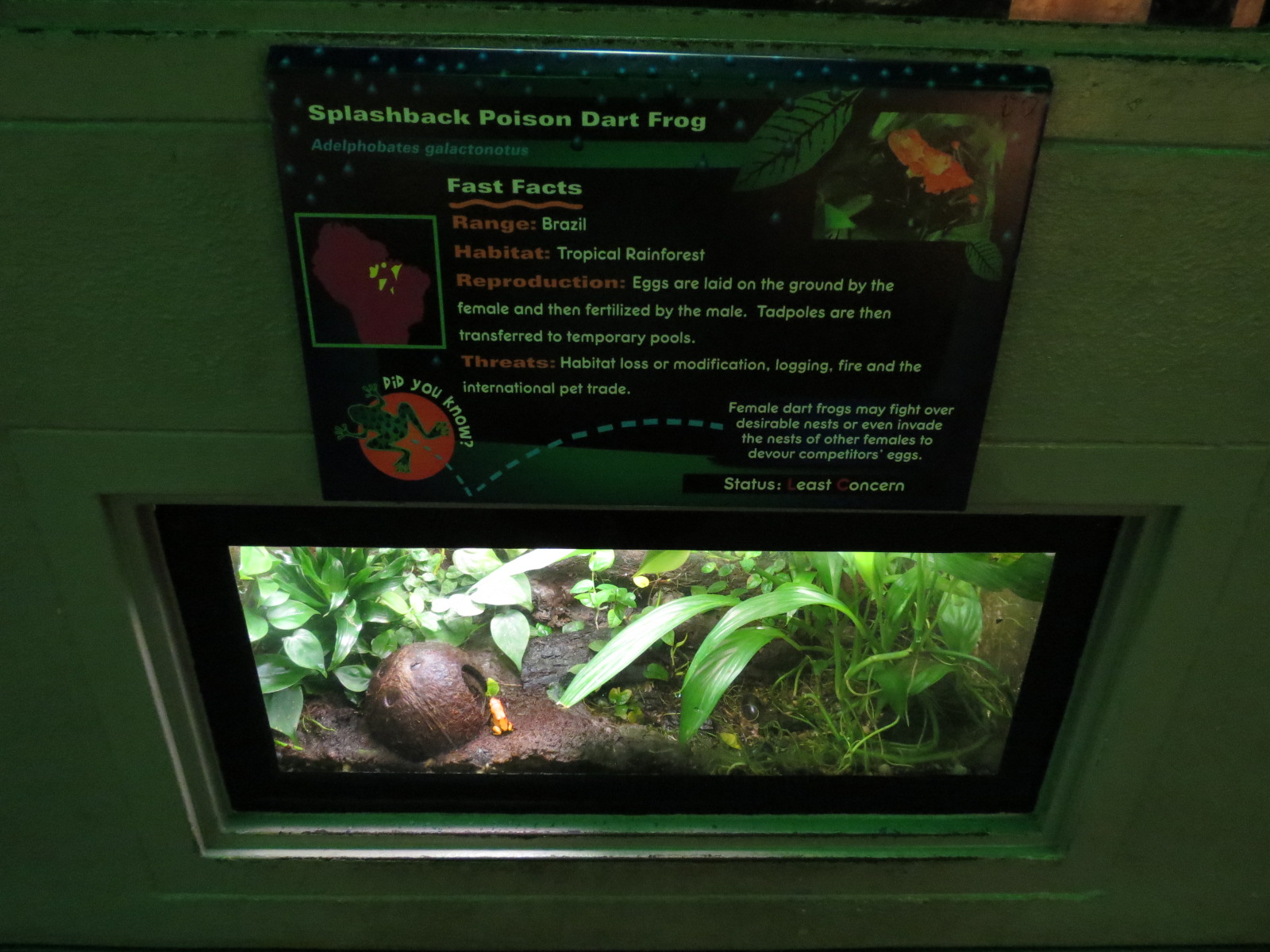 Reptiles and Amphibians - Splashback Poison Dart Frog Exhibit