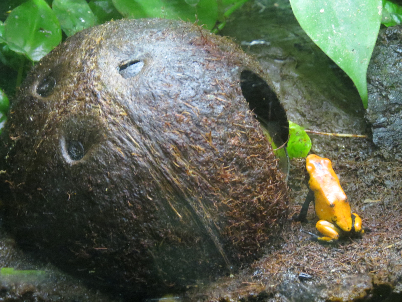 Reptiles and Amphibians - Splashback Poison Dart Frog