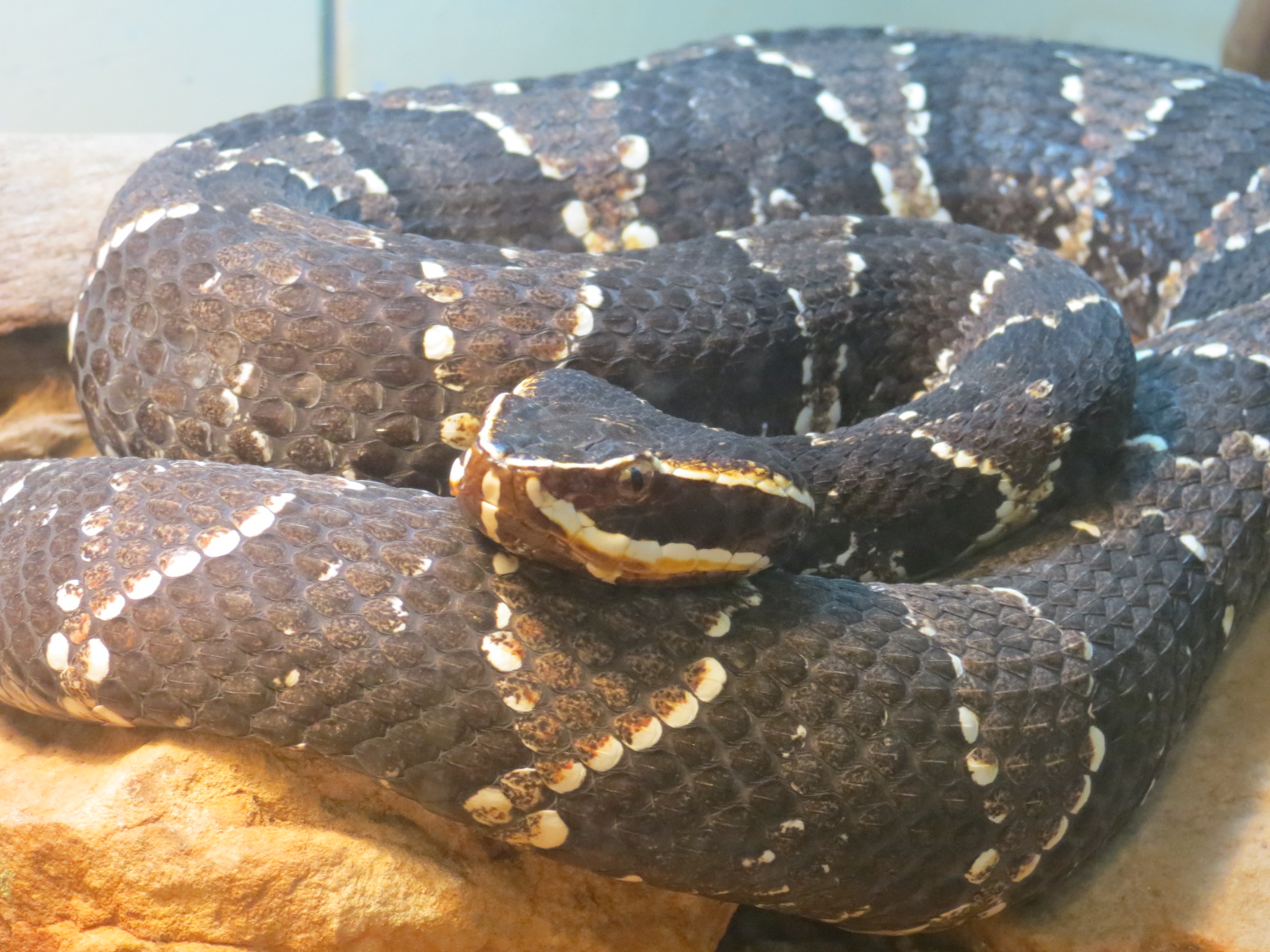 Reptiles and Amphibians - Taylor's Cantil