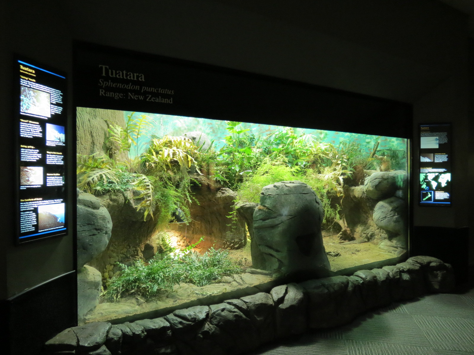 Reptiles and Amphibians - Tuatara Exhibit