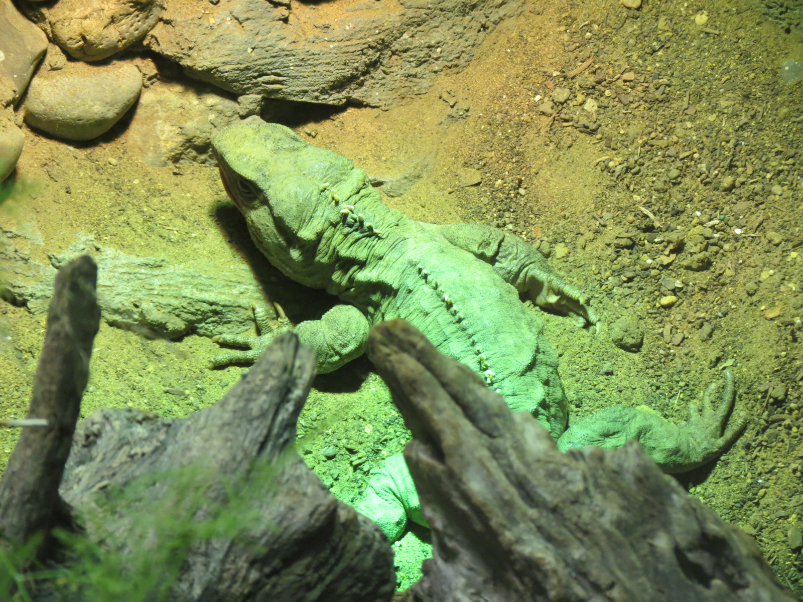 Reptiles and Amphibians - Tuatara