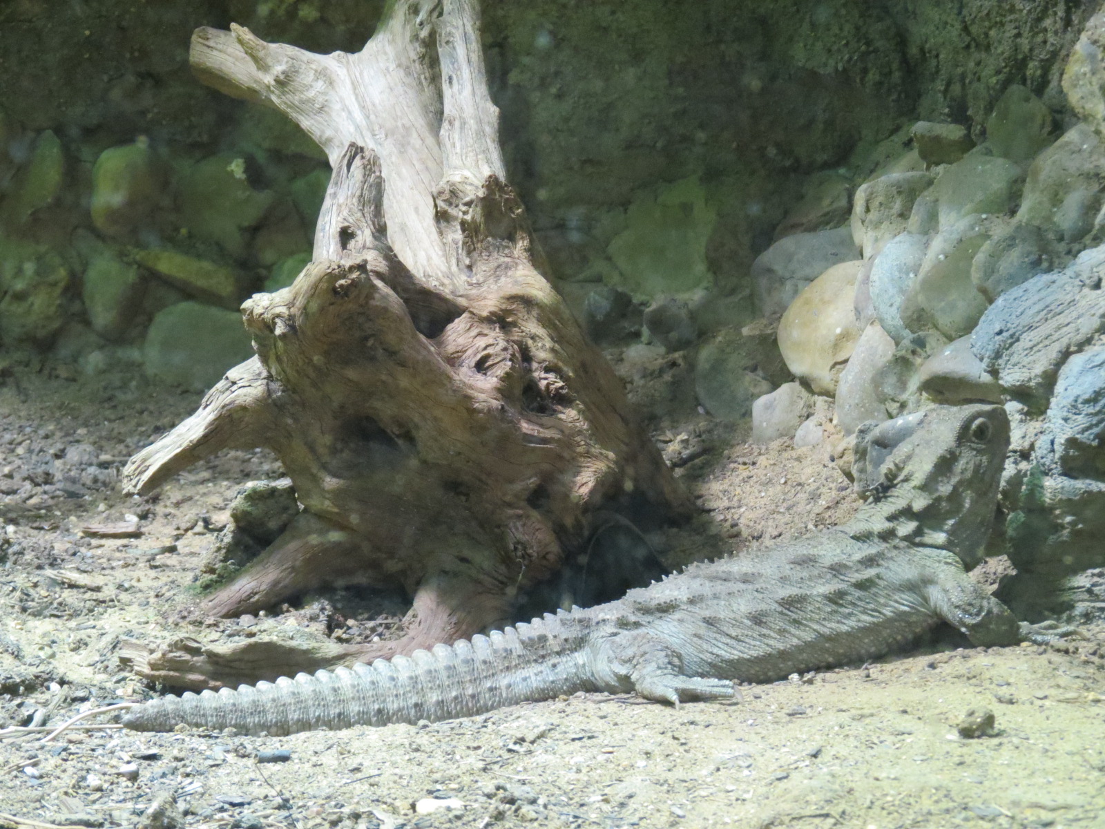 Reptiles and Amphibians - Tuatara
