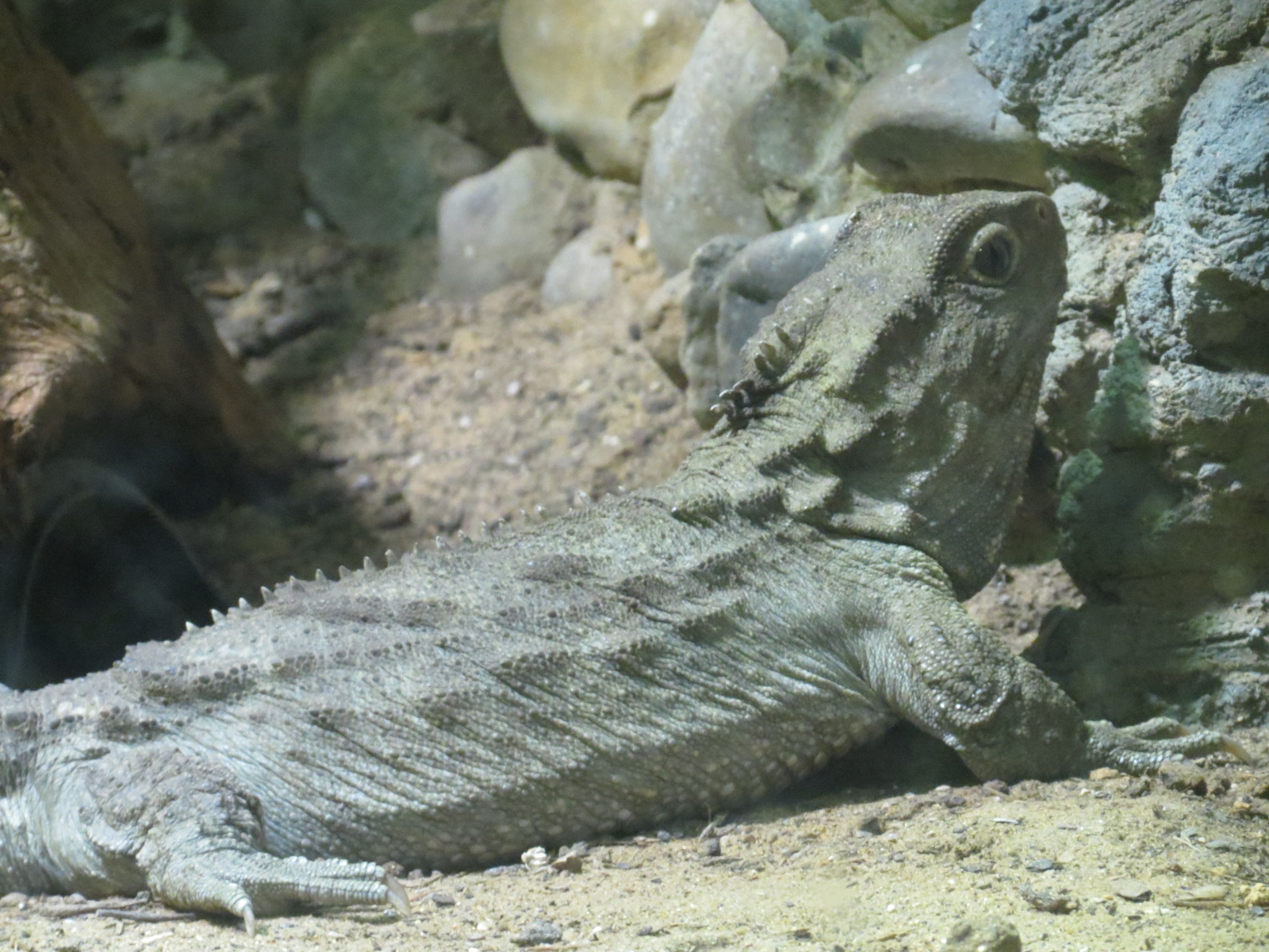 Reptiles and Amphibians - Tuatara