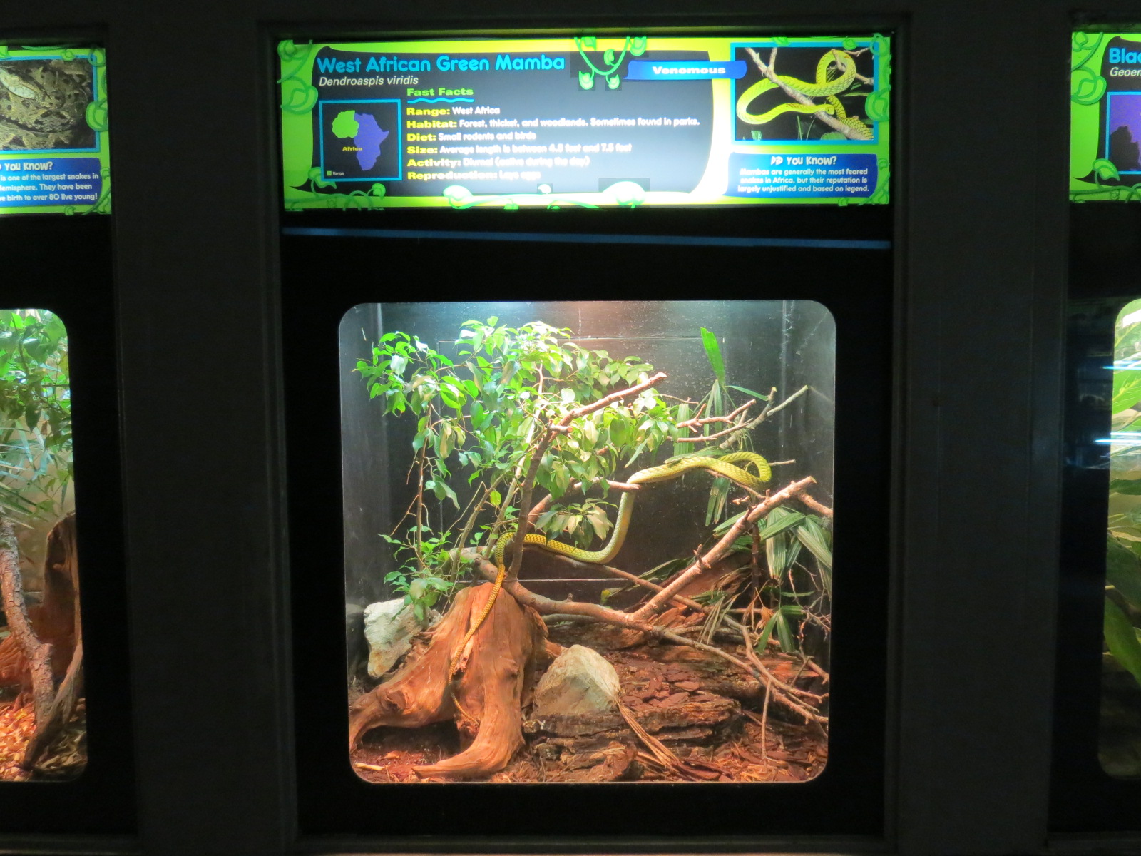 Reptiles and Amphibians - West African Green Mamba Exhibit