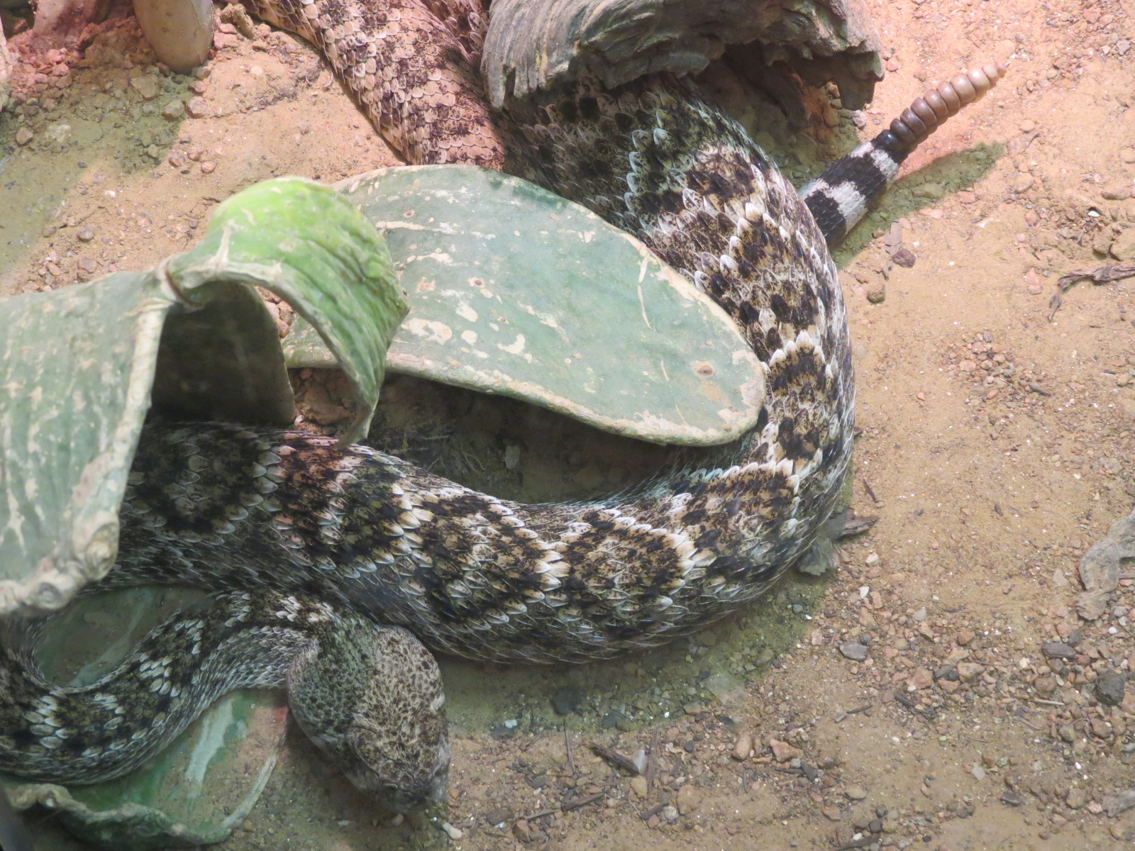 Reptiles and Amphibians - Western Diamondback Rattlesnake
