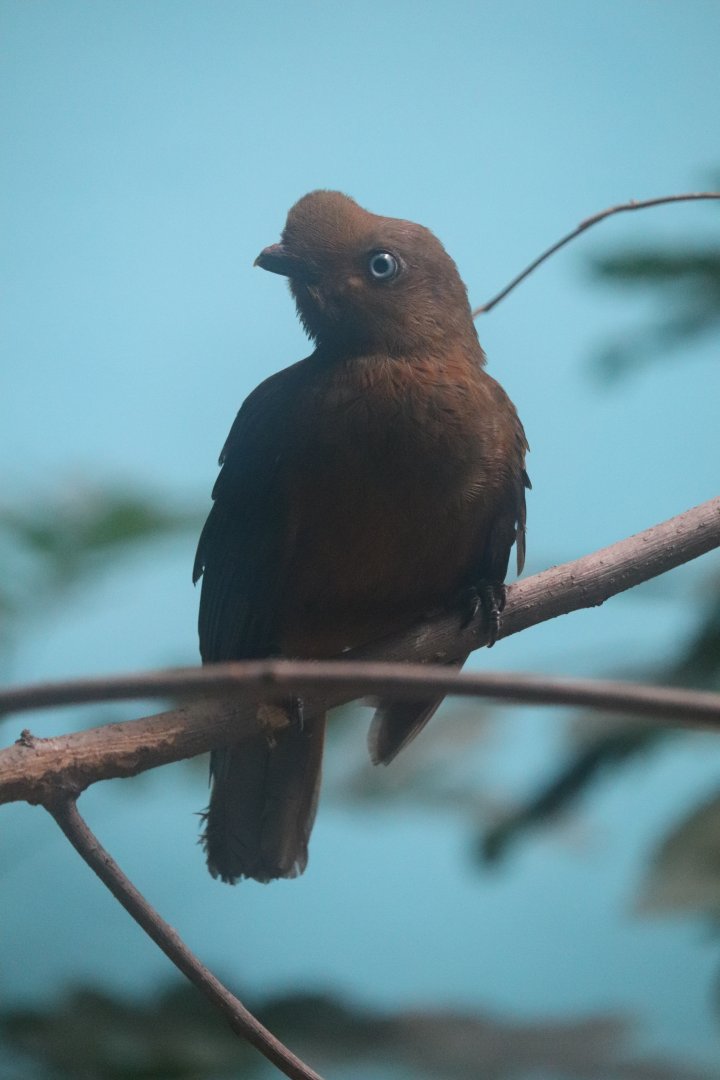 Reptiles and Birds - Andean Cock-of-the-Rock