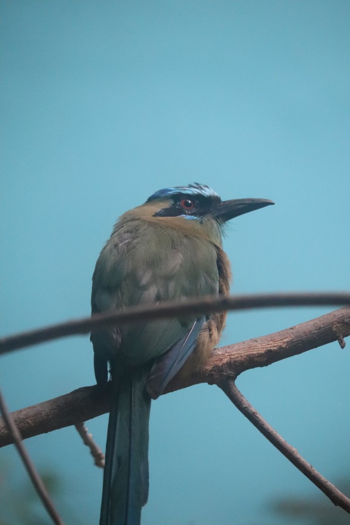 Reptiles and Birds - Blue-Crowned Motmot