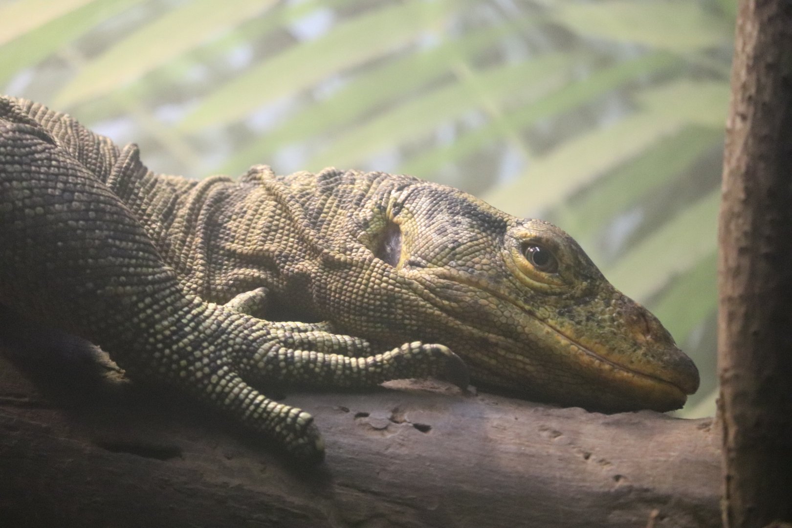 Reptiles and Birds - Gray's Monitor