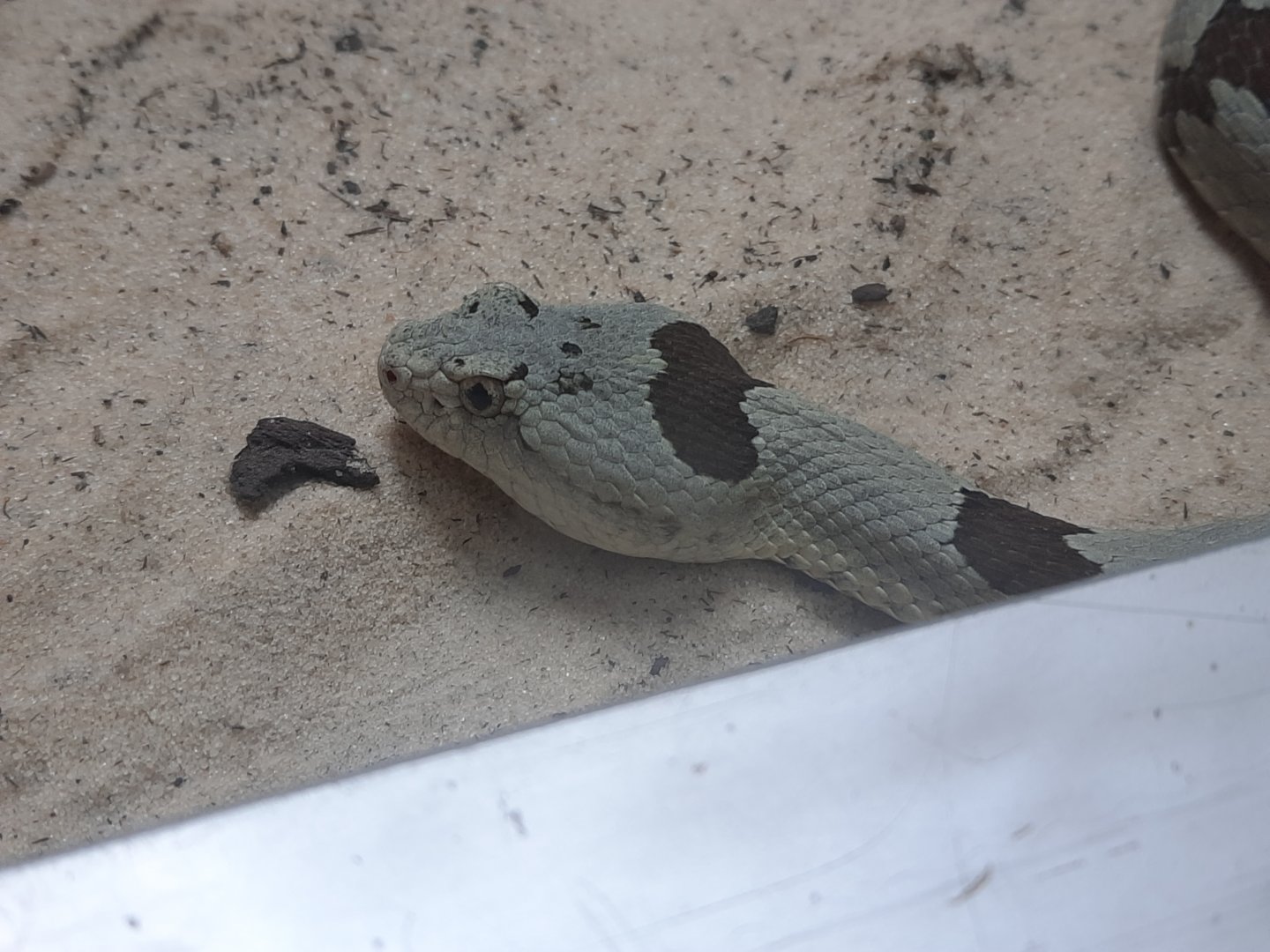 Reptiles - Banded Rock Rattlesnake