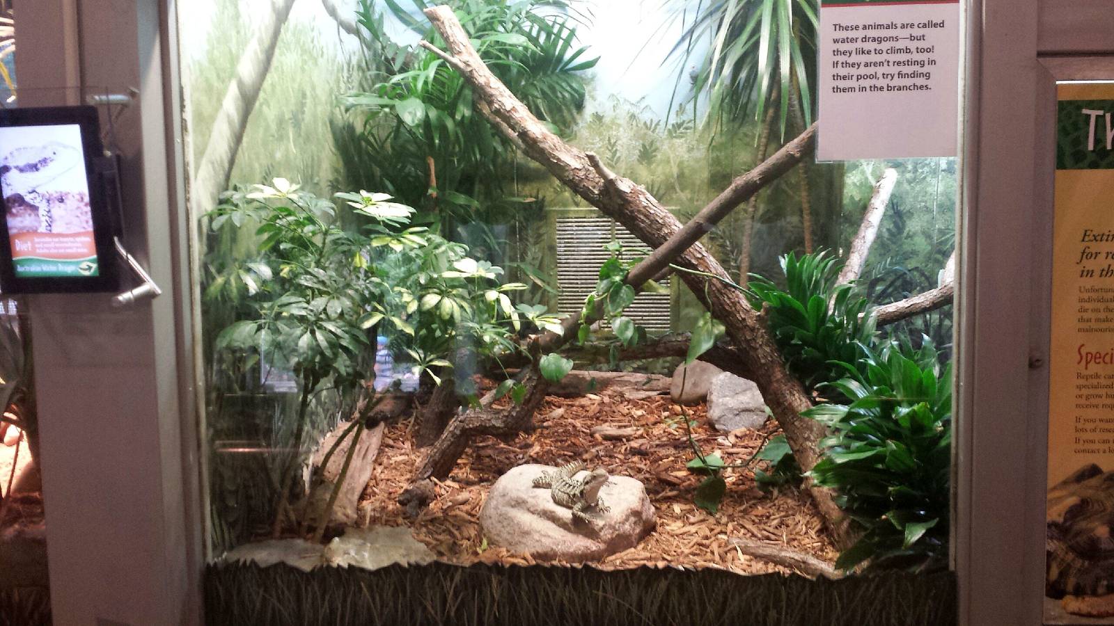 Reptiles + Birds - Australian Water Dragon Exhibit