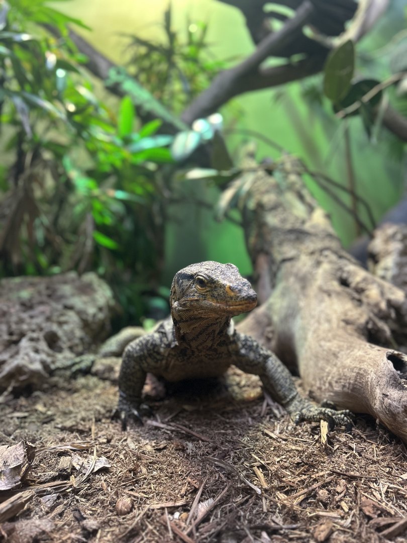 Reptiles & Birds- Gray’s Monitor