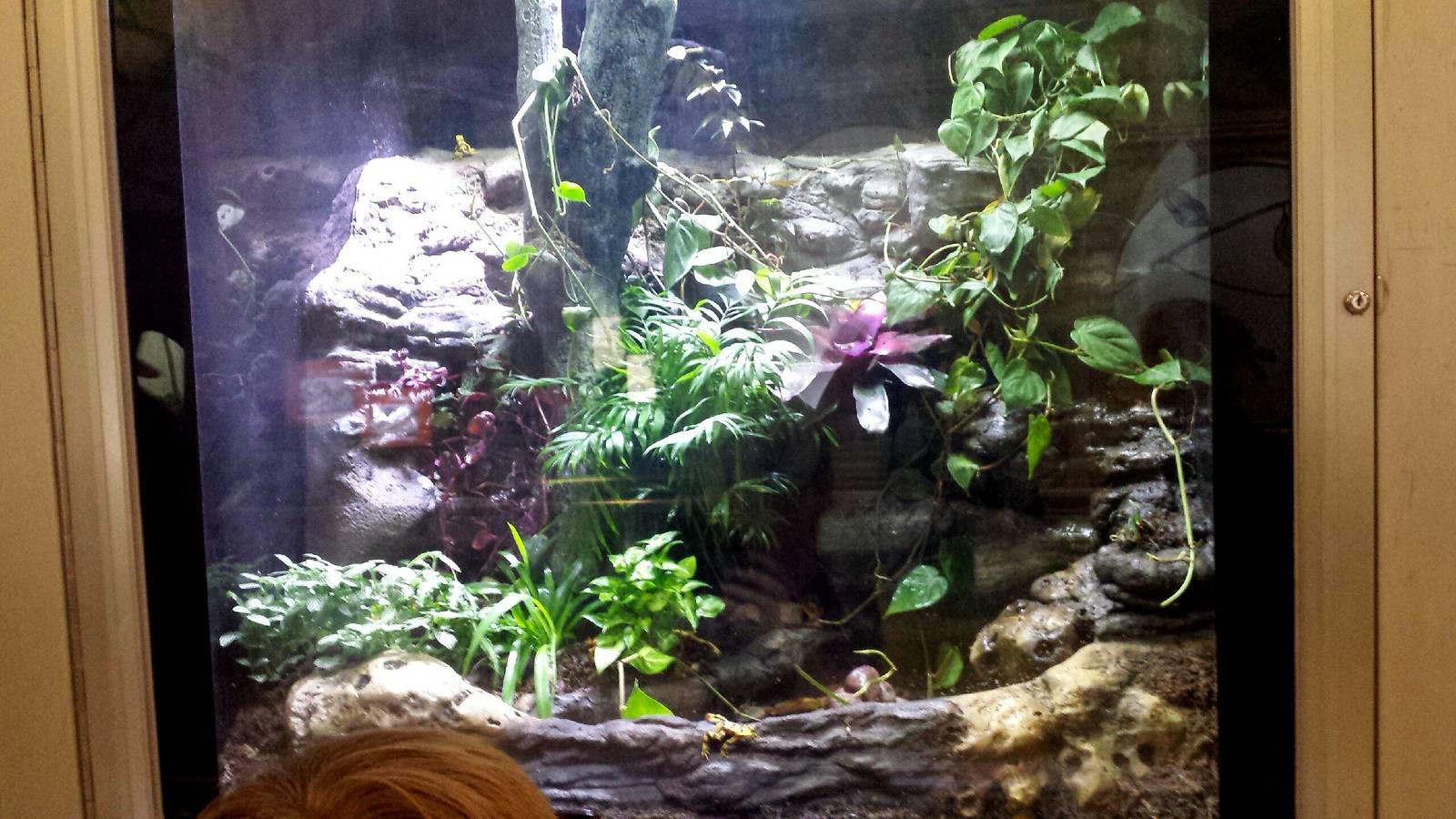 Reptiles + Birds - Panamanian Golden Frog Exhibit