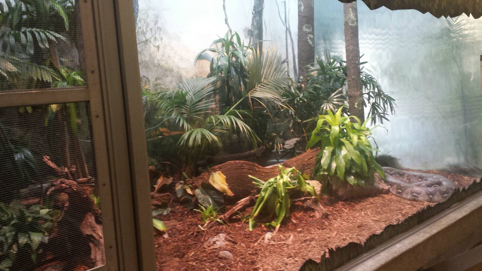 Reptiles + Birds - Reticulated Python Exhibit