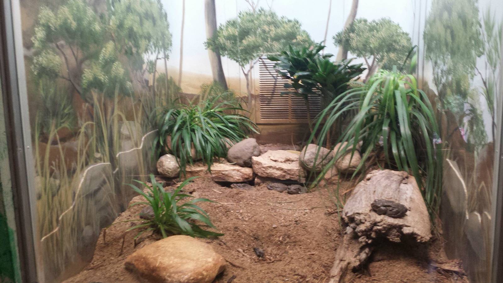 Reptiles + Birds - Sonoran Desert Toad Exhibit