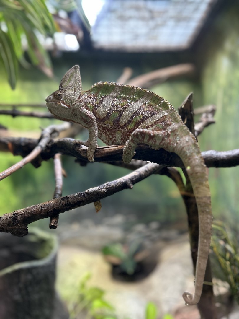 Reptiles & Birds- Veiled Chameleon
