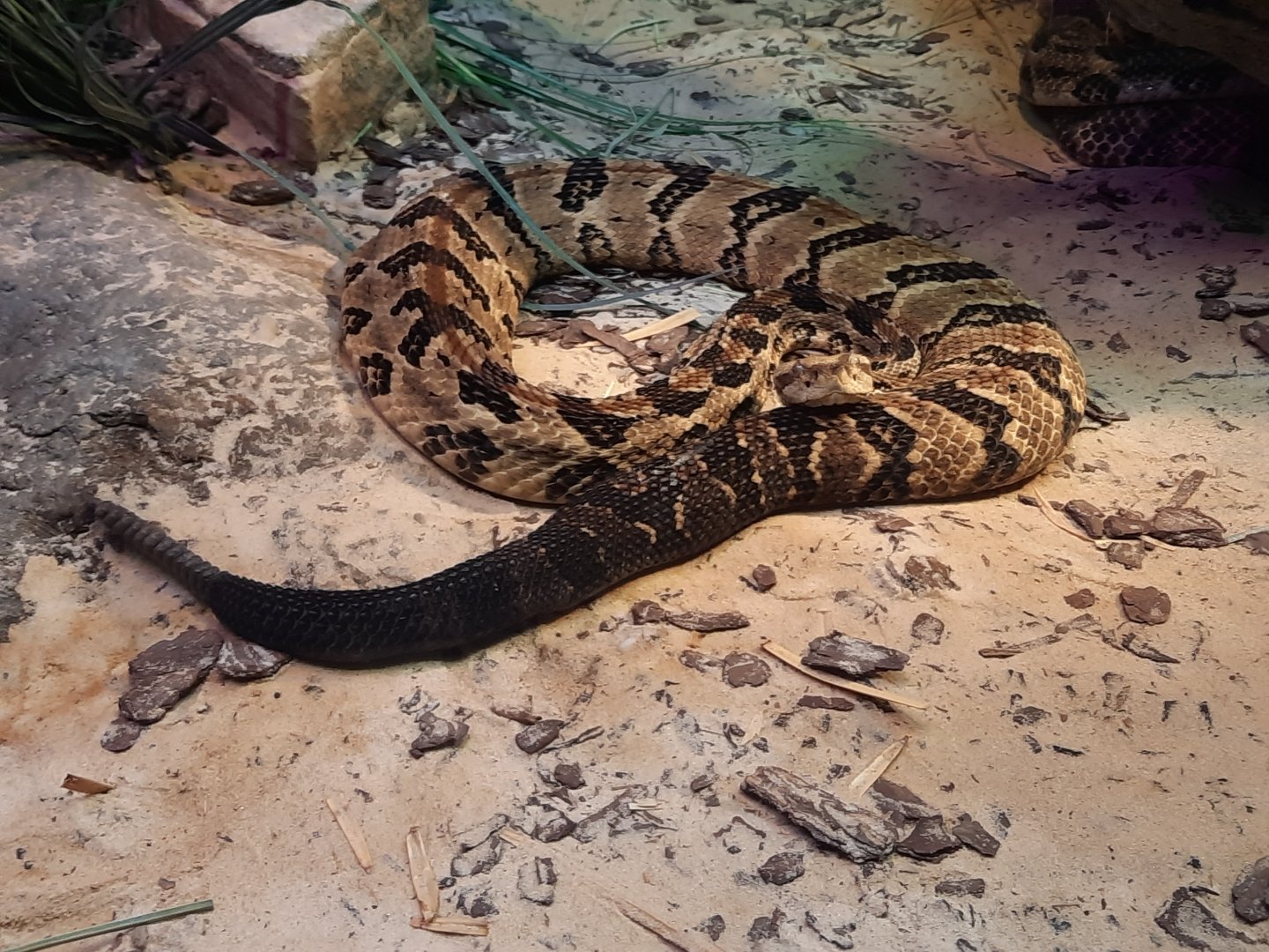 Reptiles - Canebrake Rattlesnake
