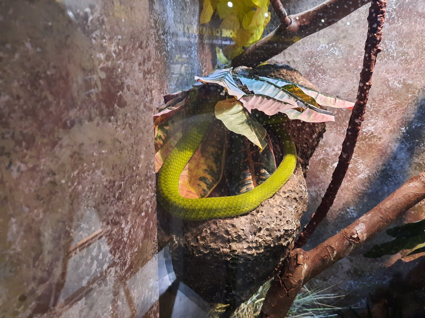 Reptiles - Green Mamba