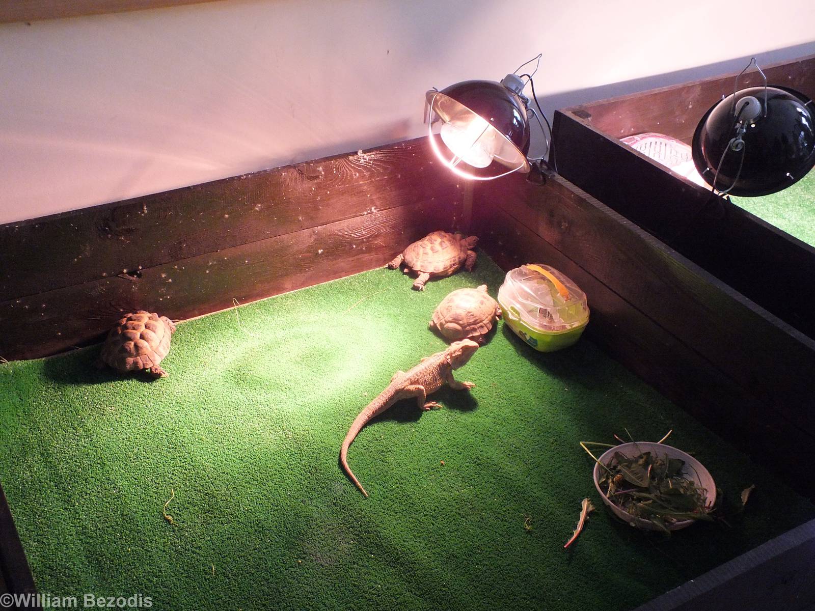 Reptiles guest Interaction Display