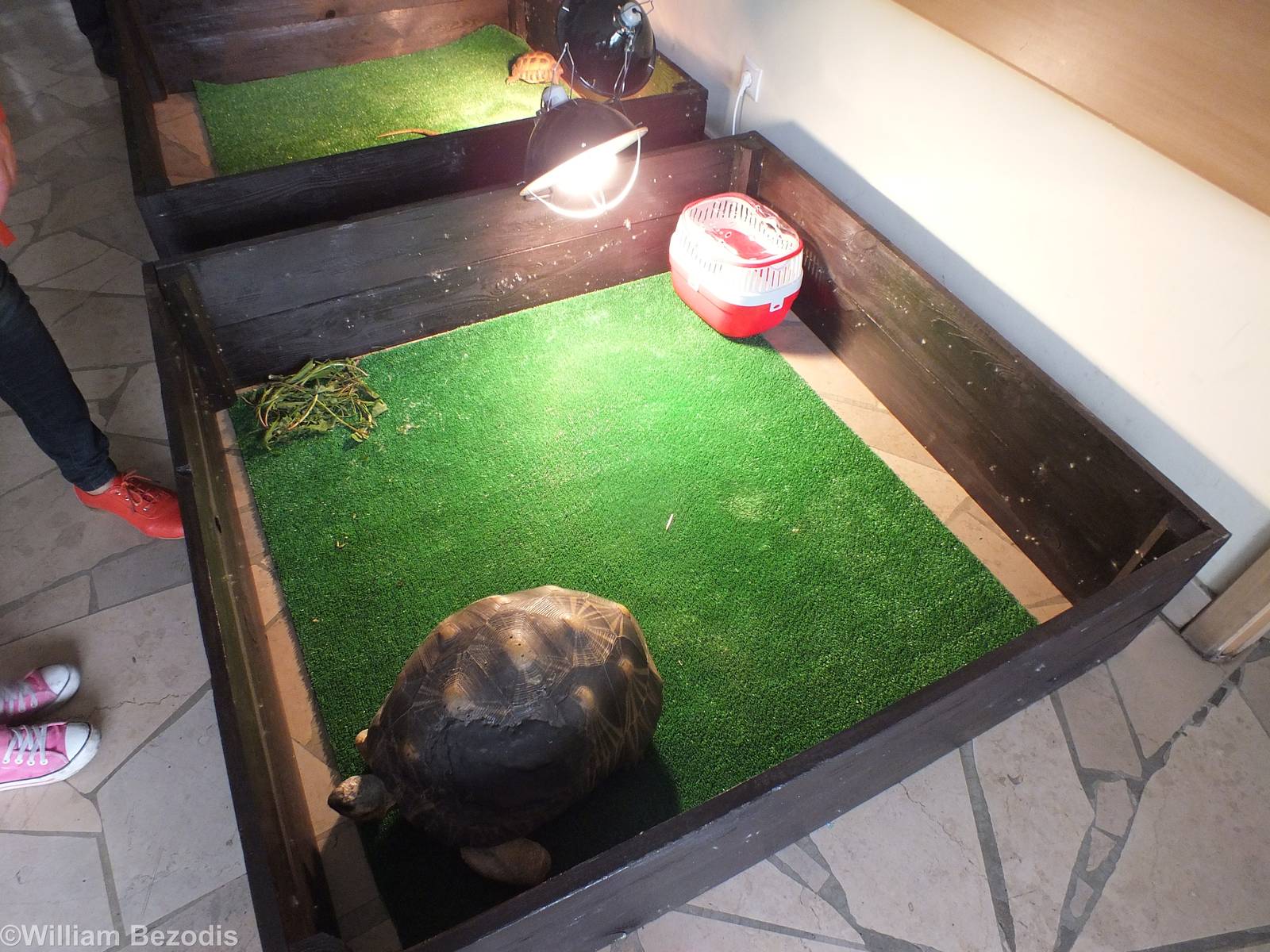 Reptiles guest Interaction Display