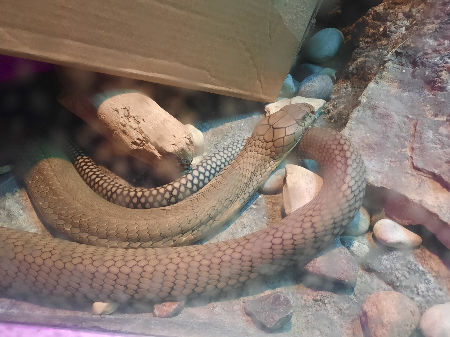 Reptiles - King Cobra