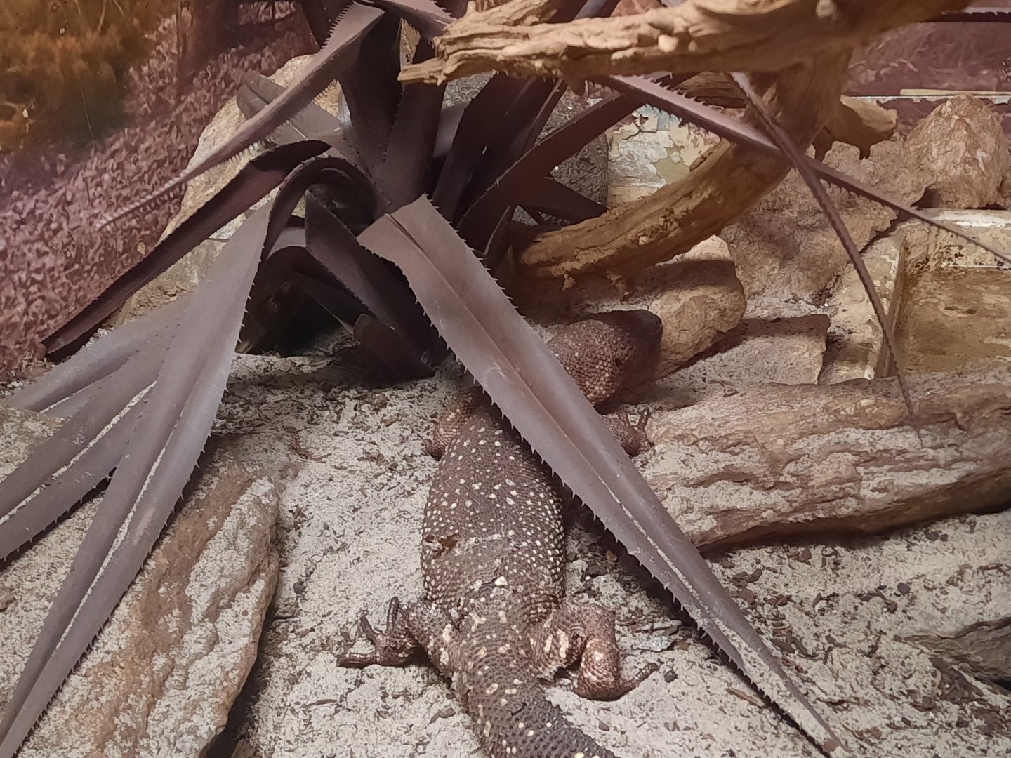 Reptiles - Mexican Beaded Lizard