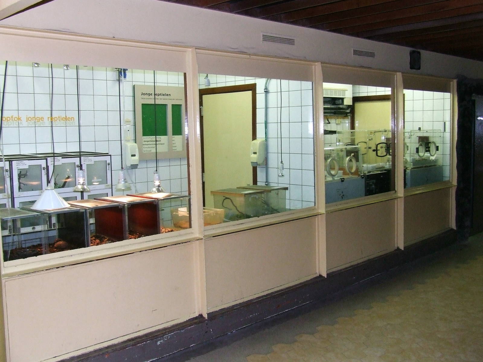 Reptiles, Nursery, RivieraHal