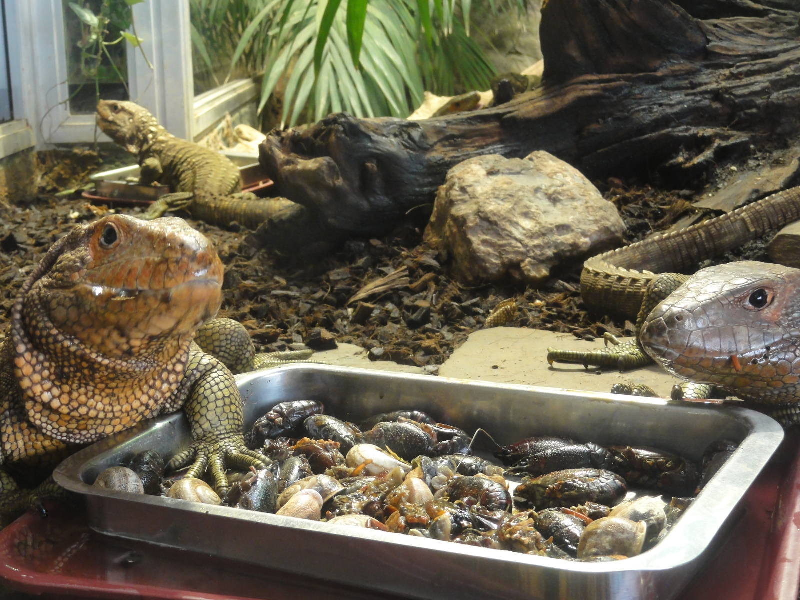 Reptiles of Barcelona zoo: 2016