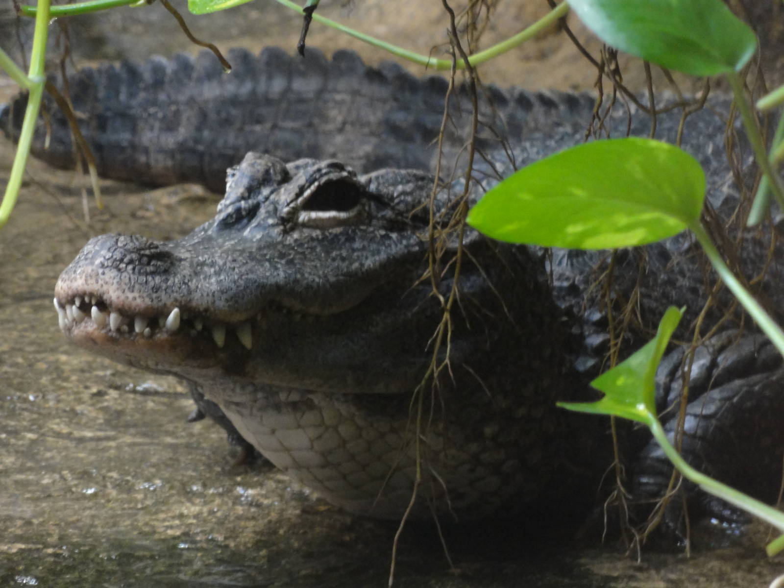 Reptiles of Barcelona zoo: 2016