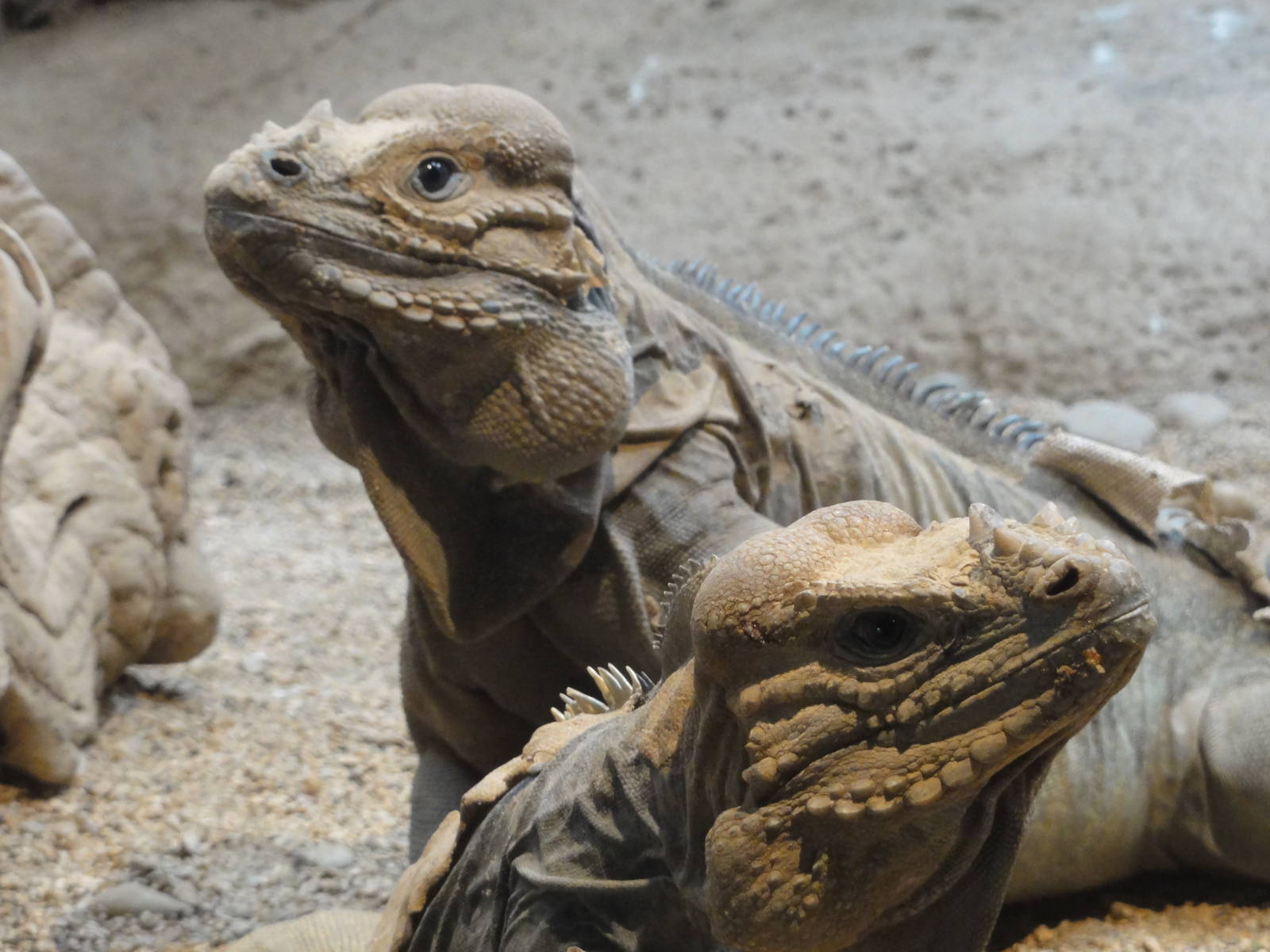 Reptiles of Barcelona zoo: 2016