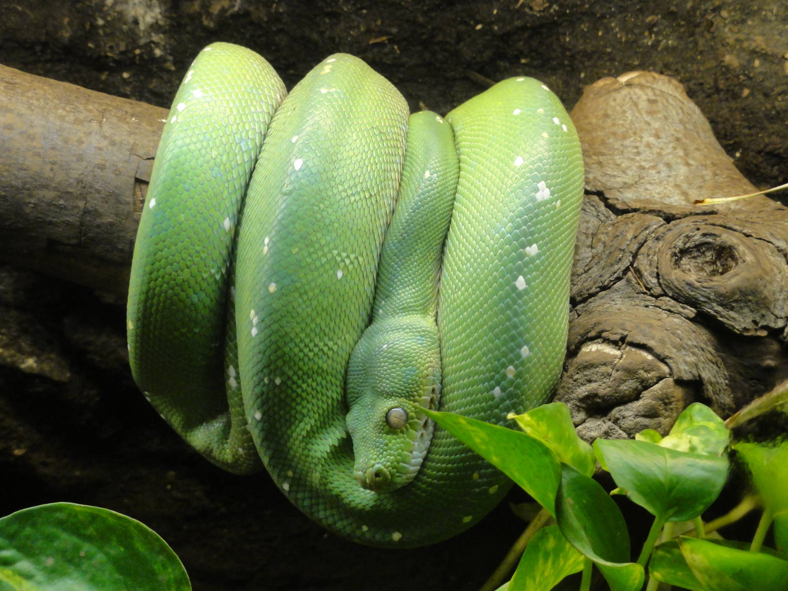 Reptiles of Barcelona zoo: 2016