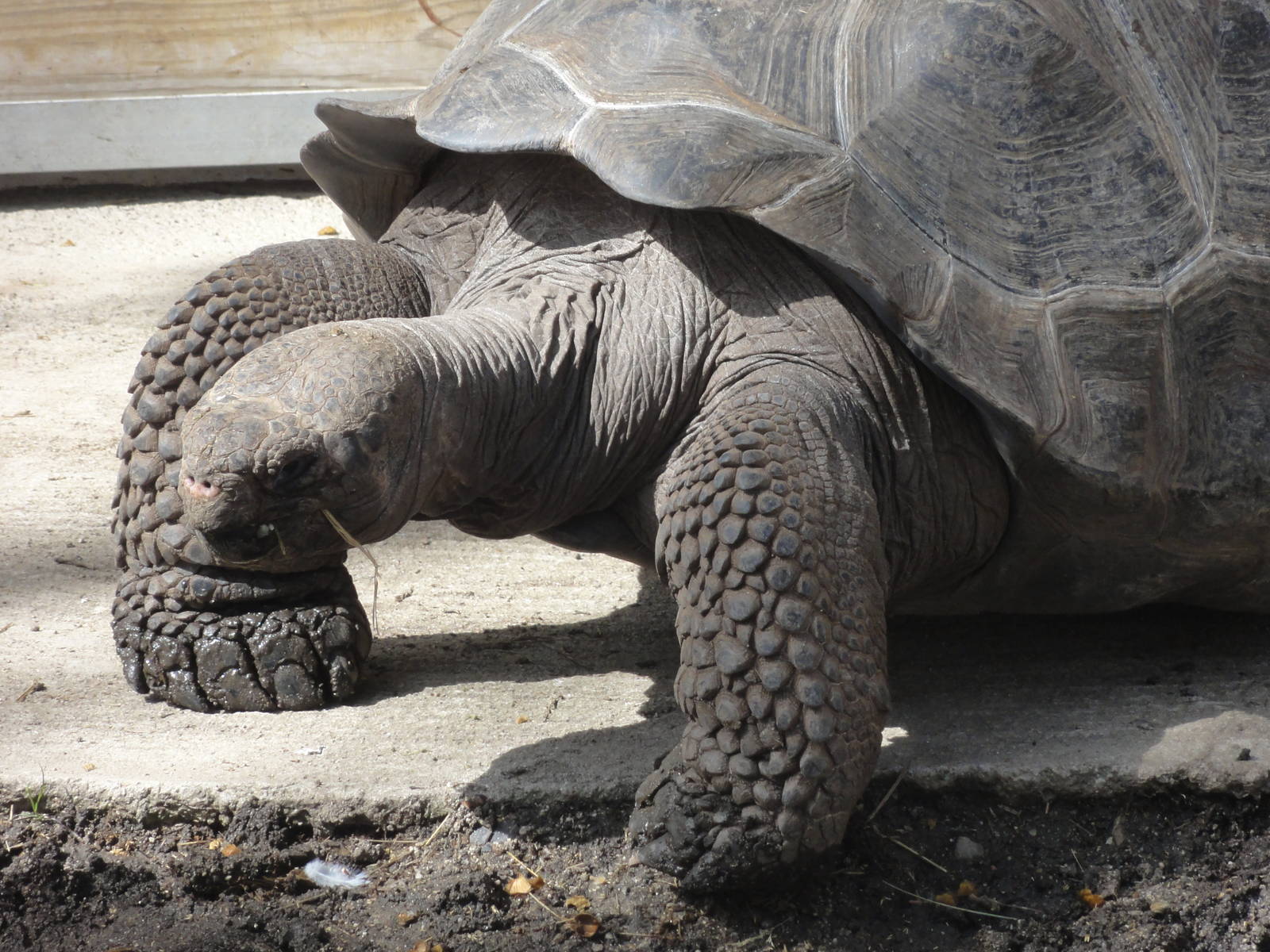 Reptiles of Barcelona zoo: 2016