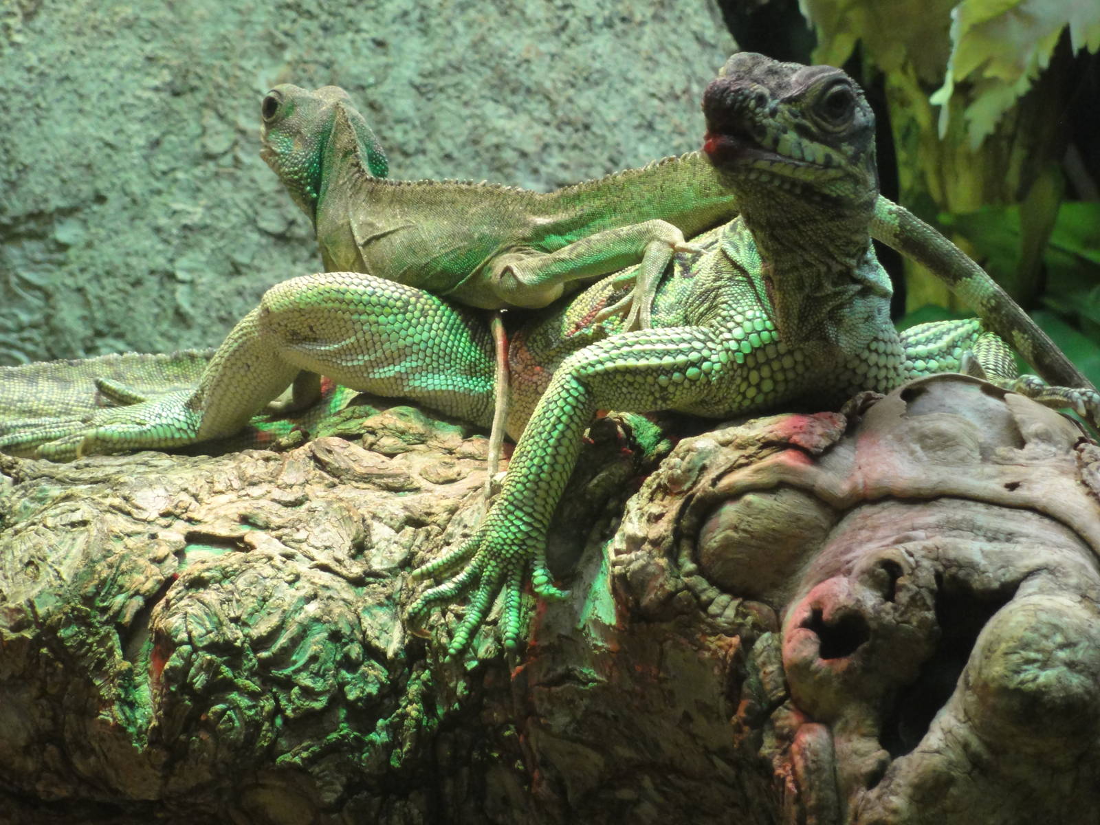 Reptiles of Barcelona zoo: 2016