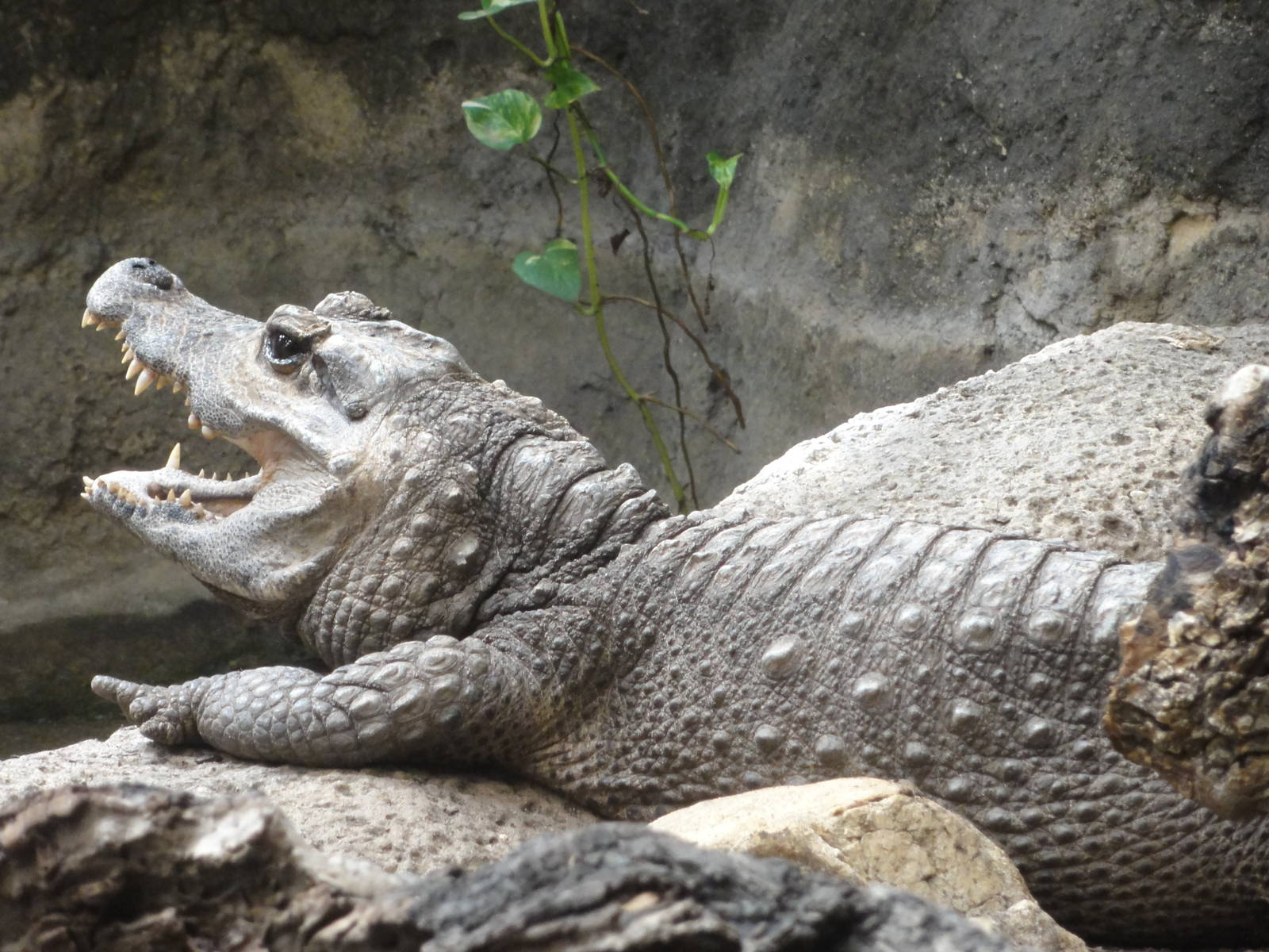 Reptiles of Barcelona zoo: 2016