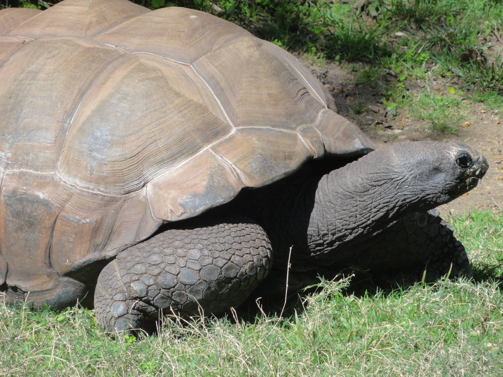 Reptiles of Barcelona zoo: 2016