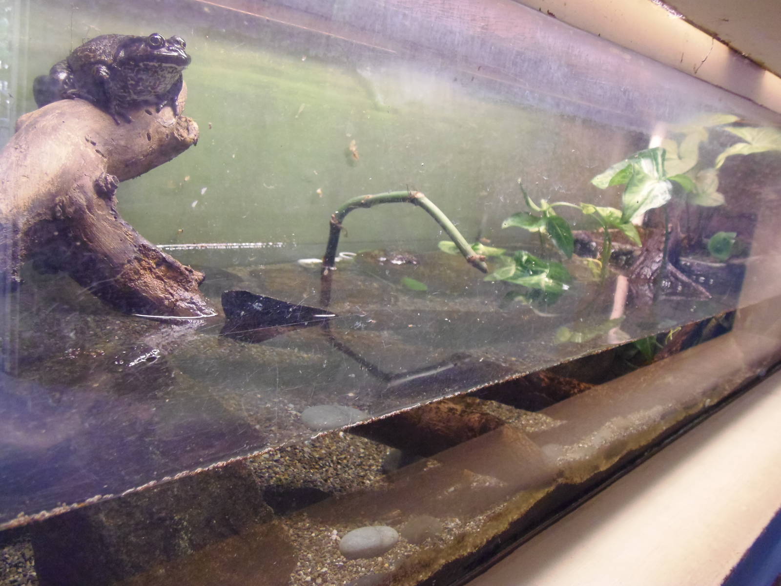 Reptiles of Connecticut- American Bullfrog/Spotted Turtle Exhibit