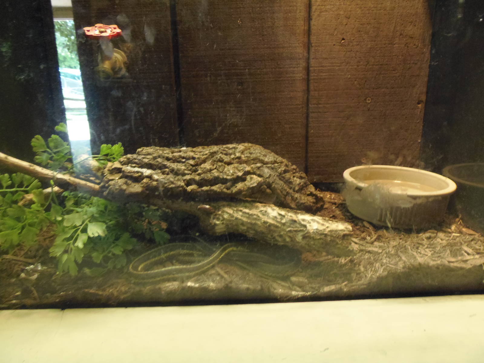 Reptiles of Connecticut- Common Garter Snake Exhibit