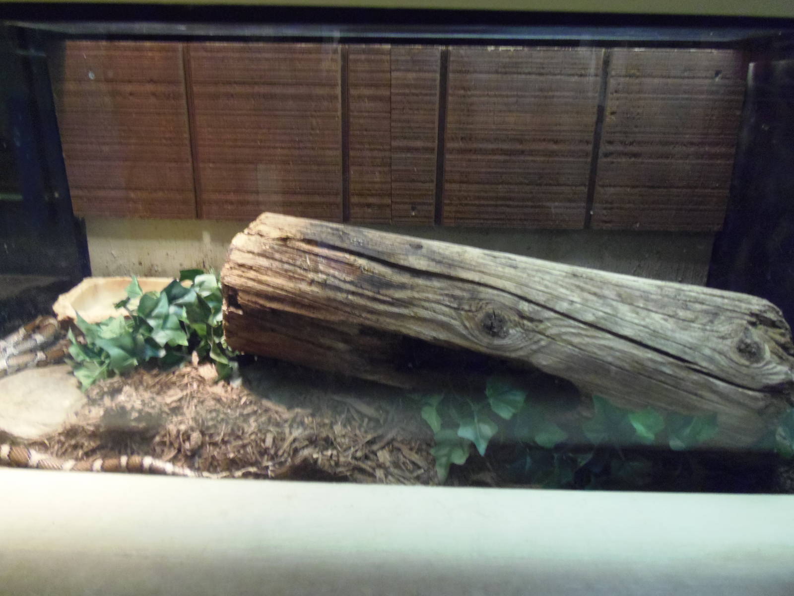 Reptiles of Connecticut- Eastern Milksnake Exhibit