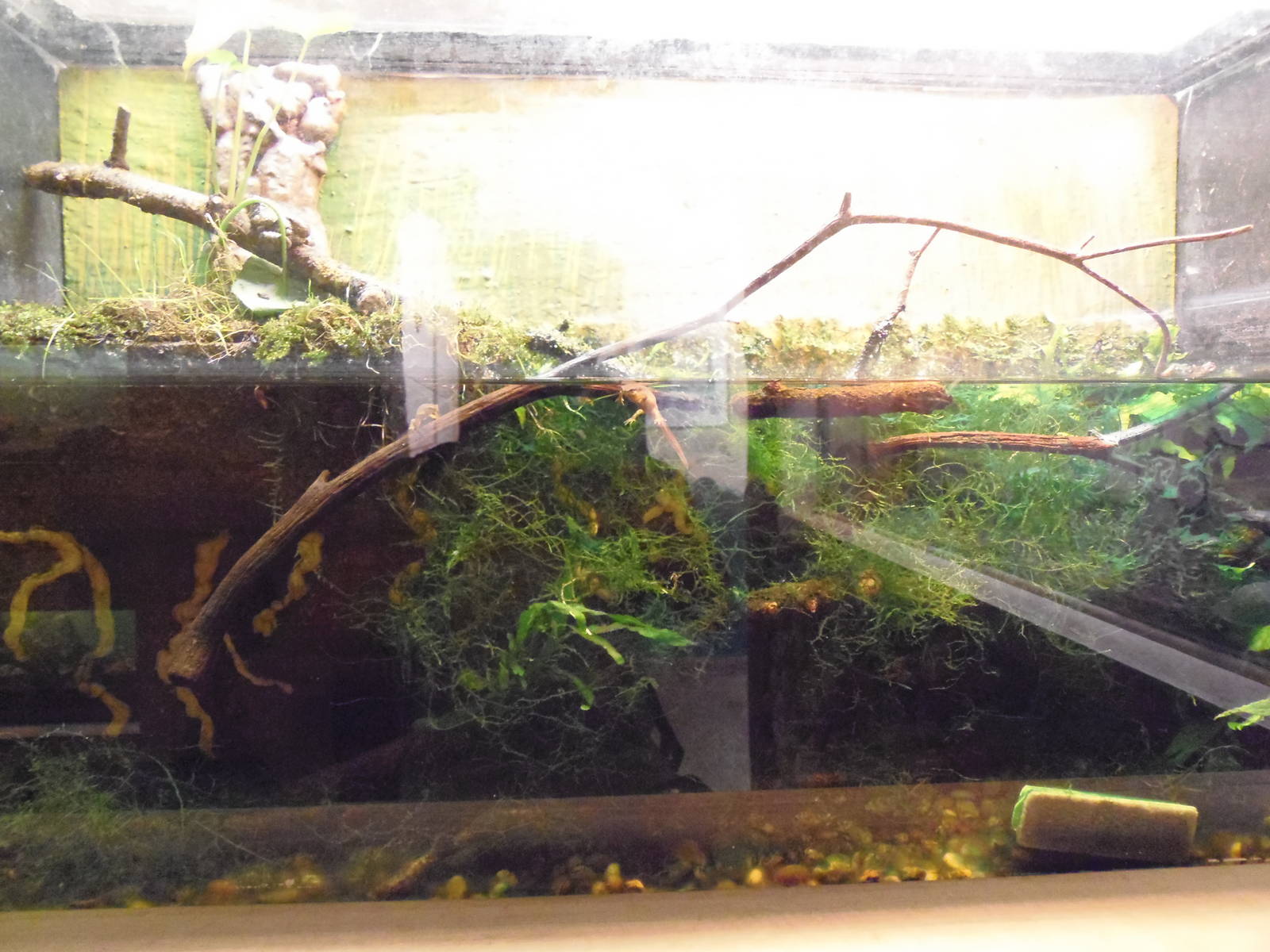 Reptiles of Connecticut- Gray Treefrog/Eastern Newt Exhibit