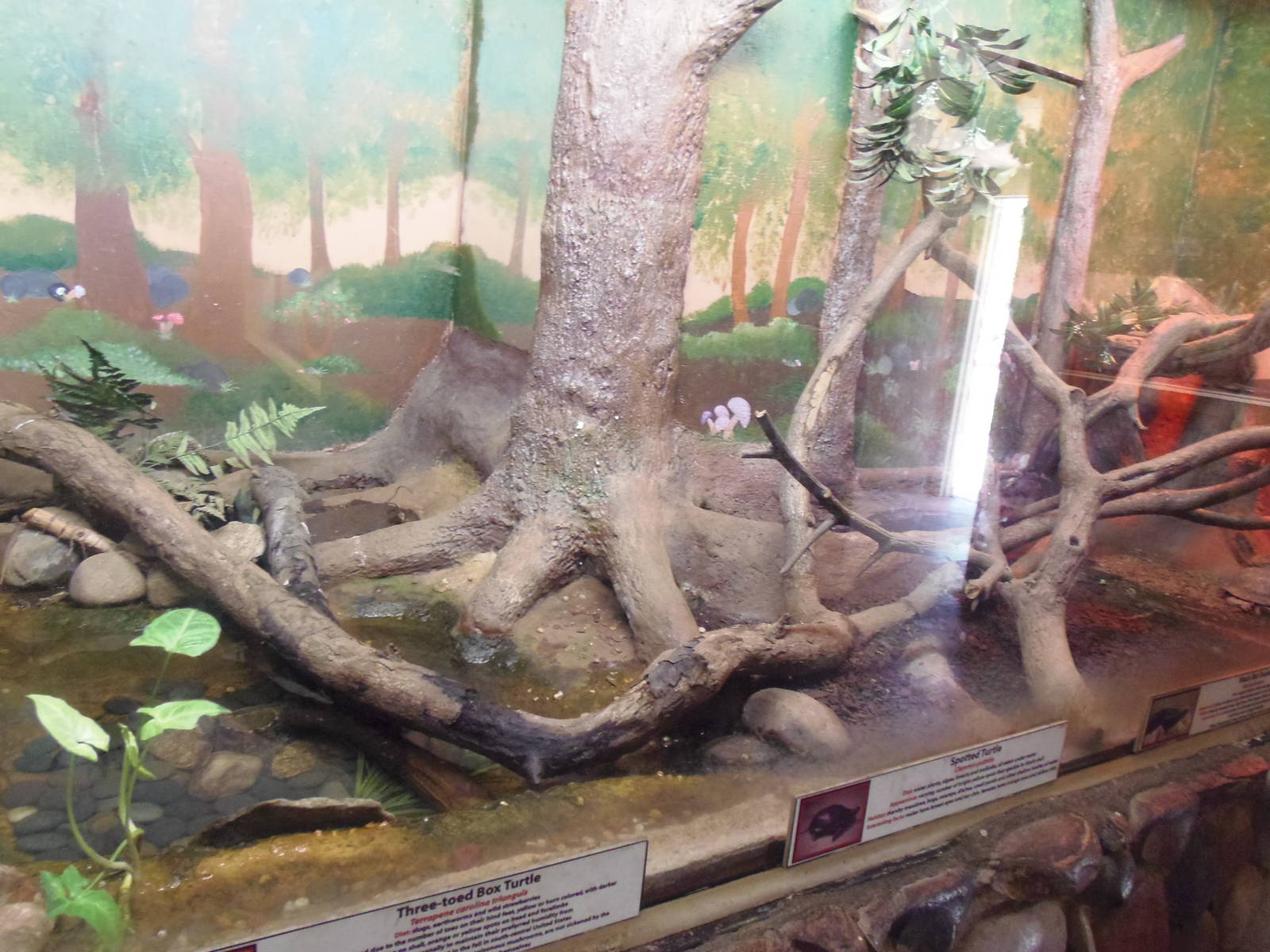 Reptiles of Connecticut- Rat Snake/Box Turtle/Wood Turtle Exhibit